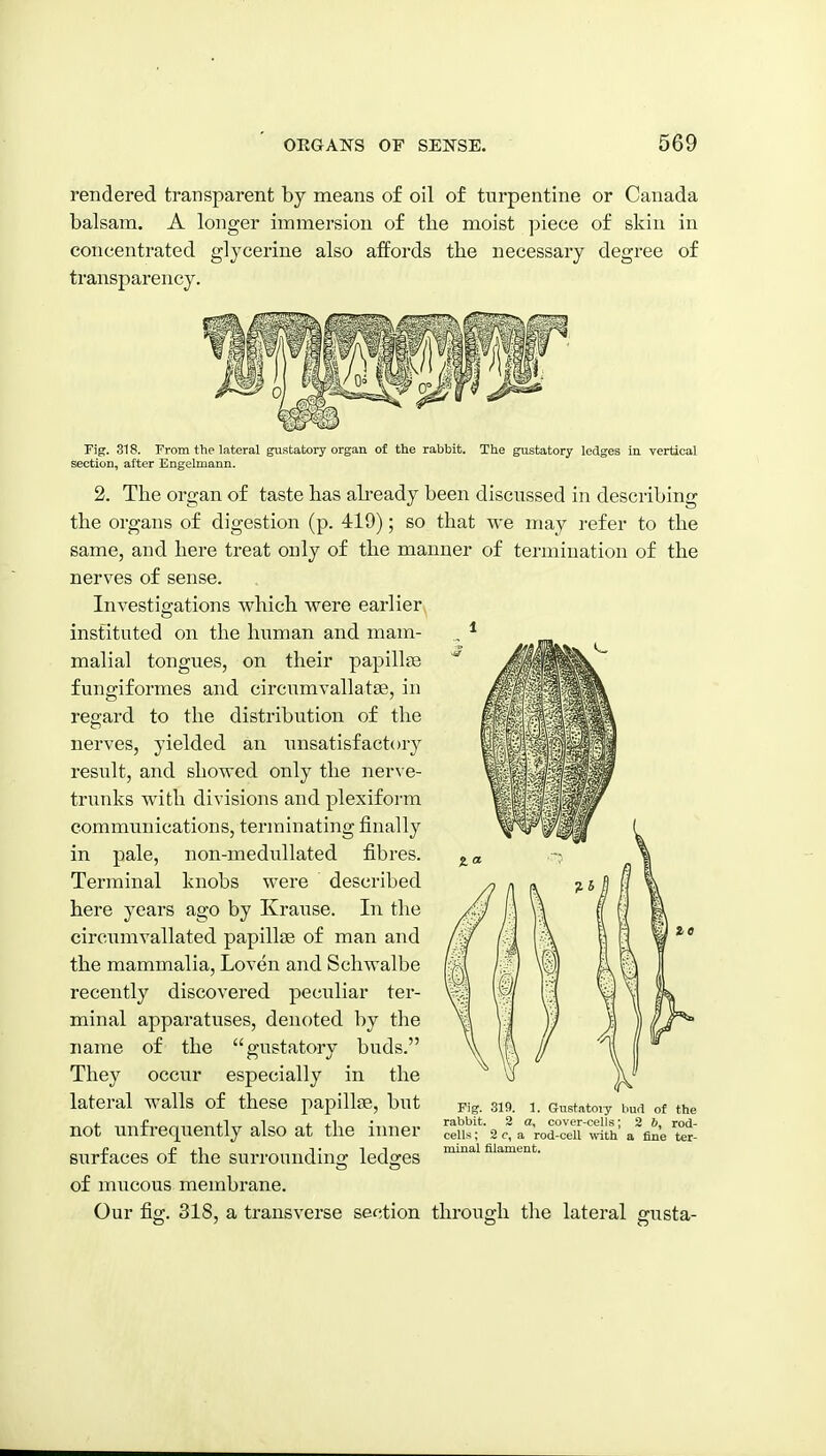 rendered transparent by means of oil of turpentine or Canada balsam. A longer immersion of the moist piece of skin in concentrated glycerine also affords the necessary degree of transparency. Fig. 318. From the lateral gustatory organ of the rabbit, section, after Engelmaun. The gustatory ledges in vertical 2. The organ of taste has ah-eady been discussed in describing the organs of digestion (p. 419); so that we may refer to the same, and here treat only of the manner of termination of the nerves of sense. Investigations which were earlier instituted on the human and mam- malial tongues, on their papillae fungiformes and circumvallatae, in regard to the distribution of the nerves, yielded an unsatisfactory result, and showed only the nerve- trunks with divisions and plexifoi-m communications, terminating finally in pale, non-medullated fibres. Terminal knobs were described here years ago by Krause. In the circumvallated papillas of man and the mammalia, Loven and Schwalbe recently discovered peculiar ter- minal apparatuses, denoted by the name of the gustatory buds. They occur especially in the lateral walls of these papillse, but not imfrequently also at the inner surfaces of the suri-oundino; ledges of mucous membrane. Our fig. 318, a transverse section through tlie lateral gusta Fig. 319. 1. Gustatory bud of the rabbit. 2 a, cover-cells; 2 6, rod- celU; 2 c, a rod-cell with a fine ter- minal filament.