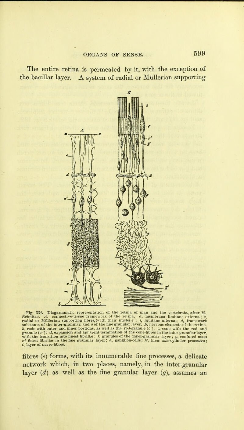 The entire retina is permeated by it, with the exception of the bacillar layer. A system of radial or Mtillerian supporting Fig 334, Elagrimmatic representation of the retina of man and the vertebrata, after M. Schnltze. A, connective-tissue frameworlc of the retina, o, membrana limitans externa; e, radial or Miilleiian supporting fibrep,j\vith their nuclei e'; /, limitans interna; cJ, framework substance of the inter-granular, and got the fine granular laj-er. B, nervous elements of the retina. 6, rods with outer and inner portions, as well as the rod-granule (b'); c, cone with the rod and granule (c'); d, exjiansion and apparent termination of the cone-fibres in the inter granular layer, with the transition into finest fibrillse ; /, granules of the inner-granular layer; (/, confused mass of finest fibrillae in the fine granular layer; A, ganglion-cells; A', their axis-cylinder processes; <, layer of nerve-fibres. fibres {e) forms, with its innumerable fine processes, a delicate network which, in two places, namely, in the inter-granular layer {ft) as well as the fine granular layer {(]\ assumes an