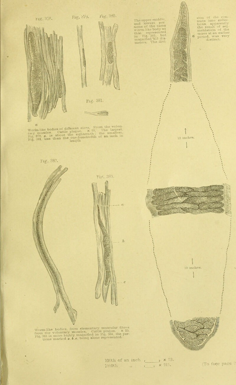 ma, o/t Fig. 3'/9. ^^ig- 3^0- Fig-. 331. Worm-like bodies of vfl=,.fni- =i/e^ From tlie volun difleient ..l/e^,. j largest, Cattle rl:t!i' tary muscles. FiA. 3T8, a, is Fig. 381, less tlian tl.e oue^^ X J. V. t H,.- ei'hler-ntl. , tlie smallest, Fie-. 33-2. Fic\ 353. I'lii ■ nyiper.middle, ;md lOAA-est por- tions of the same xvorm-like body as tbat representea in rU. :!-3, but maftuified 215 dia- meters. Tlie divi- Worm-likP. bodies, from elementary mnsculai in3i es frnm the voluutarv muscles. Cattle plague. X 2^. I^T^S^ Is m'e Ini^dy magnified m Fig. 3Si. Hae por- ' ions marked «, 6, e, laeing alone represented. sion of ibe con- tents int<:' coUec- tic us apparently tiie result of seg- mentation of tbe mass at an earlier period, ^^as very distinct. t 10 incbes. I 10 mcbes. 100th of an inch , i x 9. IffOth , , , X 31n. . lTo face page