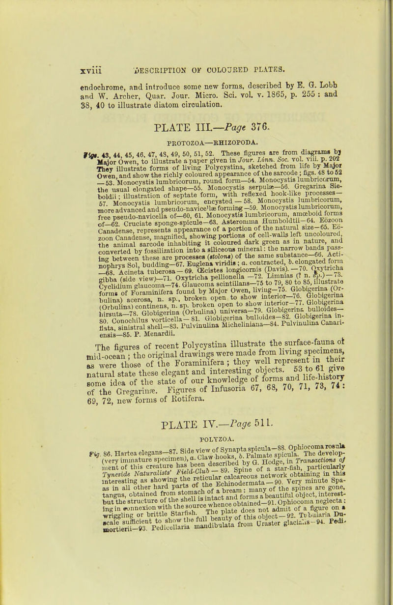 endochrome, and introduce some new forms, described by E. G. Lobb and W. Archer, Quar. Jour. Micro. Sci. vol. v. 1865, p. 255 : and 88, 40 to illustrate diatom circulation. PLATE 111.—Page 376. PROTOZOA—RHIZOPODA. tigt. 43. 44, 45. 46. 47. 4S, 49, 50, 51. 52. These figures are from diagranw bj Major Owen, to iUuatrate a paper given in Jour Linn Soc. vo . viu. p. They iUustrate forms of living Polycystina, sketched from life by Major Owen and show the ricWy coloured appearance of vhe sarcode ; figs. 48 to 62 — 63 Jlonocystis lumbriconim, round form—54. Monoeystis lumbnoco^i, the usual elongated shape—55. Monocystis serpulse-SG Greganna Sxe- boldii • illustration of septate form, with reflexed hook-like processes- 67 Monocystis lumbricorum, encysted - 58. Monocystis umbricorum, more advanced and pseudo-naviceUse forming -59 Monocystis lurabncorujQ free Dseudo-navicella of—60, 61. Monocystis lumbricorum, amoeboid forms S CrScM^ spouge-spicule-63. Asteromma Humboldtii- 64. Eozoon Canadense, represents appearance of a portion of the natural size-65. Eo- zoon ™deule, magnified^ showing portions of cell-walls left uncoloured ?he animal sarcode inhabiting it coloured dark green as in nature, and converted by fossilization into\ siUceous mineral: the narrow bands pass, tog between these are processes (stolon,) of the V^?,'^^^-^% tf^'J^^ nonhrvs Sol budding-67. Eugleni viridis : a. contracted 6. elongated form Acfneta tuberosa-69. (Ecistes longicomis (Davis).--70^ ^ba (sWe view)-71. Oxytricha peUioneUa -72 Limmas (? n ?p.)-- .3 Cvclidium Klaucoma-74. Glaucoma scintaiaiis-75 to 79, 80 to 85, lUustrata forms of Foraminifera found by Major Owen. Uving-75. Gl°^'g?°» mlina^ acerosa n. sp.. broken open to show intenor—«6 G ob genna (Or mlina) conUnens, n. sp. broken open to show interior-77. Globigenna >?rauta-7S GlS (Orbulina) iljiiversa-79. Globigennj; buUoides- srCOTOchilu^ vorticella-81. Globigerina bulloides-82 Globigenna in- flata saSaTsheU-83. Pulvinulina Micheliniana-S4. Pulvmulma Canaii- ensis—85. P. Menardii. The figures of recent Polycystina illustrate the surface-fauna ol mid ocean • the oricnnal drawings were made from living specimens, S wer  0 e ofVhe Foraminifera; they well -present m their natural state these elegant and interesting objects. 63 to 61 give sote idea of the state of our knowledge of foms and hfe^history of the Gregarin!?. Figures of Infusoria 67, 68, 70, 71, 16, /*• 69, 72, new forms of Kotifera. PLATE IN.—Page 511, POLYZOA. „ . 1 87 t!ideviewof Synaptaspicula-S8. Ophiocomarosnl* Fig. 86. Hartea f legans-87. S de ^.'^^{^^^^ Palmate spicula. The develop- (very immature ^If cimeu). a. Claw liooKs o^ra v ^^^^^^iom oj mentof this creature ''^j.89 a star-fish, particularly Tyncsidt Naturalists' ^.'f i'^^^J^' ^ ^klS^^^^ obtaining in this interesting as showmg «ie reticular calM^^^^^^ ^.^^^^ gp^. as in all other hard P''^^ °/^^l^f ft^^^ the spines are gone, tangus, obtained f ?^^[a,t ^d form object, interest- but the f ';sh«l^^^^^^^ obtained-91. Ophiocomn neglecta: