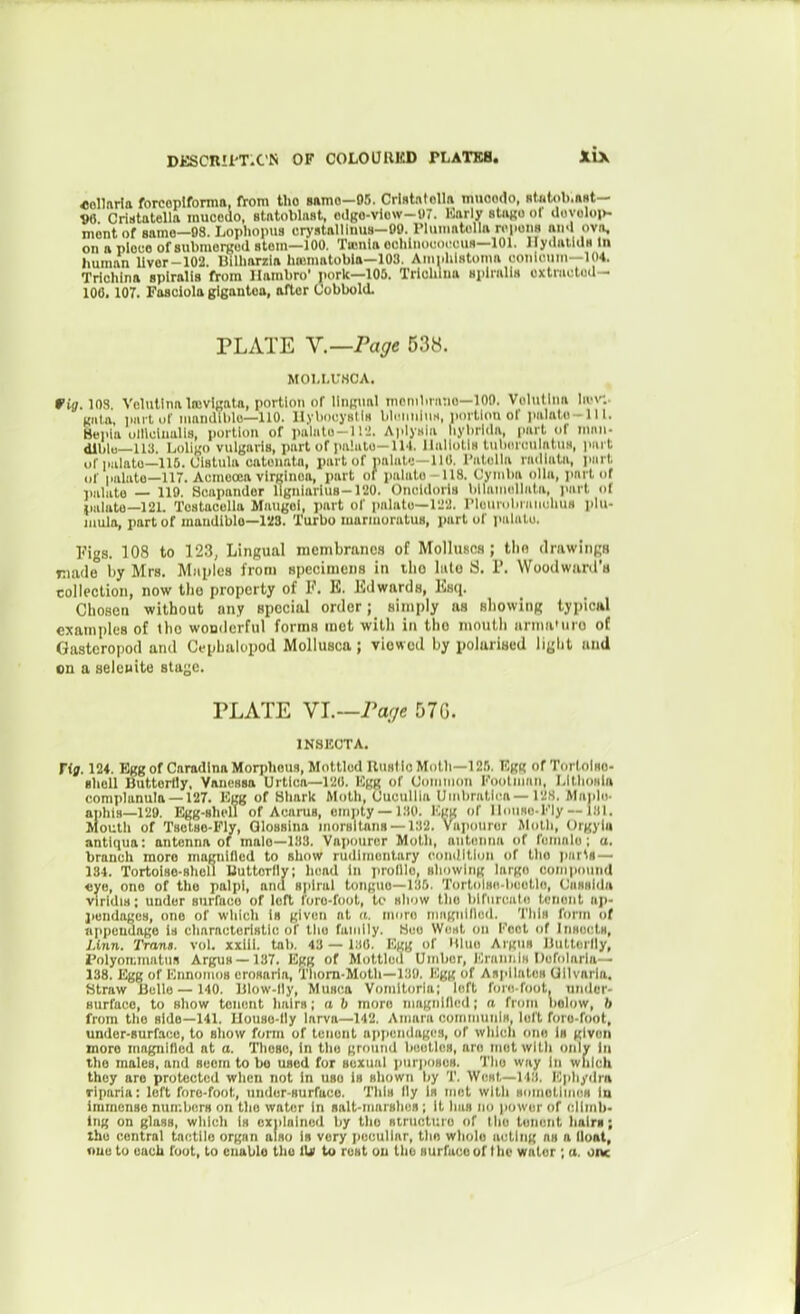 OoUnria forcoplfornin, from tho sftmo—05. CrldtntoUii muoodo, Rt^tob.BBt— VO Cristatella inucodo, Btntoblnst, odgo-viow-llT. ICarly atiiKO ol ilovoloj>- mont of samo—08. Lopliopua cry.itnllinuH—00. riuiimtoUft rciioiiH mi<I ovn, on a ploco of submorKud stom—100. Ticnla ocliliiocoi'ciiH—101. JlydalldH In human llvor-102. Uilliarzia hmmatobla—103. Ami.hlHloma ooiiiimm—104. Trichina spiralis from llambro' porlc—105. Trlohlua HplniliH cxtraotud- 100. 107. Faaciola gigautoa, after Cobbold. PLATE Y.—Page 538. MOM.USCA. Wig. 103. Volullnalnsvlgata, portion of iliiKual mctnliruno—100. Volutlna lii-r.- giila, pint or mandllilo—110. llyliocyHlIn blnnilnM, portion of palaln-lll. Bepla omoiiialls, portion of pulato-11-2. A)ily«ia liyliricia, part of niiin- dlblu—113. Loligo vulgaris, part of palalo-IM. IlallollH luliiinMilatiiH, ynvt ofpalato—116. Uistula calonnla, part of jmliil-; - 110. I'atollu nidlala, pin t or palate—117. Acmuoca virginoa, part of palate -118. Cyniba olla, jmrt of imliito — 119. Scapander ligniarluH-1'20. Onc.idorlH bilauinlliita, imrt of {lalate—121. Tcstacelia Maugei, part of palate—122. rieiiroliriiiicliuH plu- niula, part of maudlblo—128. Turbo manuoratus, part of i>alato. Pigs. 108 to 12.3, Lingual membranes of MoIIukcs ; tlio drawings riade by Mrs. Mnplcs from Hpccimens in ibo Into S, i'. Wooilwiinra collection, now tho property of F. E. Edwards, Km\. Chosen without any special order; simply as showing typical examples of tho wonderful forms mot with in tho month anna'uro of Gasteropod and Crphalopod MoUusca; viewed by yoluriaed liglit and on a aelcBite stasje. PLATE VI.—iV/c D7G. IN8E0TA. rig. 124. Egg of Caradina Morpheus, Motllud UuslIcMotli—12.1. Rgg ofTorlolHO- slioU Butterlly, Vanussa Urtica—120. ICgg of Uoniiiion Kootiunn, MthoHla complanula —127. Kgg of Sliark Motli, Uuinillla Uiiibratlca — 12.S. Majilii- aphis—129. Egg-shell of Acarus, eirijity — i;iO. Kgg of llniiHu.ny--l;il. Mouth of Tsetse-Fly, Qlossina niorsilans —1:)2. Viipouror Motli, Orgyitt antiqua: antenna of male-133. Vapourer Moth, antiiiiiia of fumalo ; a. branch more magnified to show ru<lliii«ntary coiiilltlon of tlio pll^^s — 184. Tortoiso-sholl Uultorlly; head in i)rollle, sliowltig hirge coiiipounti «ye, one of tho palpi, and spiral tongue-135. Tortolse-lieetlo, CiisHldii virldiH; under surface of loR tore-foot, to hIidw tlio biniroiite Irnent ajt- j>endage8, one or which is glvc;n at it. more niagnllled. This form of nppeuUago is characteristic of tho family. Hee Went on Koct of liiHccts, Unn. Tram. vol. xxiii. tab. 43 — 130. Kgg of Ulue Aigus IJiilterlly, I'olyon.matiis Argus —137. ligg of Mottled Umber, lOraiiiilH Derolarla— 138. Egg of lOnnoiiios erosaria, Thorn-Moth-130. Egg of Aspllates Uilvarla. Htraw Belle — 140. IJIow-lly, Musca Vomltoria; left fore foot, nndcr- Hurl'ace, to show tonent hairs; a h more magiillled ; a from lielow, 6 from the side—141. Llouse-lly larva—142. Amaia commuiilM, lel't fore-fool, under-surface, to show form of leiient apiieniiagrs, of which one is given more magiiitled at a. Tliese, in the ground beetles, are met with onlv In tho males, and seem to bo used for Bexuiil iiurimses. The way in which they are protected when not In use is shown by T. West—H.'l. lOphydin riparia: left fore-foot, under-surface. Tlils lly is met with somotlmes in immense nun.bers on the water In salt-marslicjs ; It has no power of climb- ing on glass, which is cxiilalned by tho Riructiiiu of the tmient bain; the central tactile organ also Is very iiccullnr, the wliole acting as a lloat, nue to each foot, to enable the l\t to rest ou the surface uf t he water ; u. one