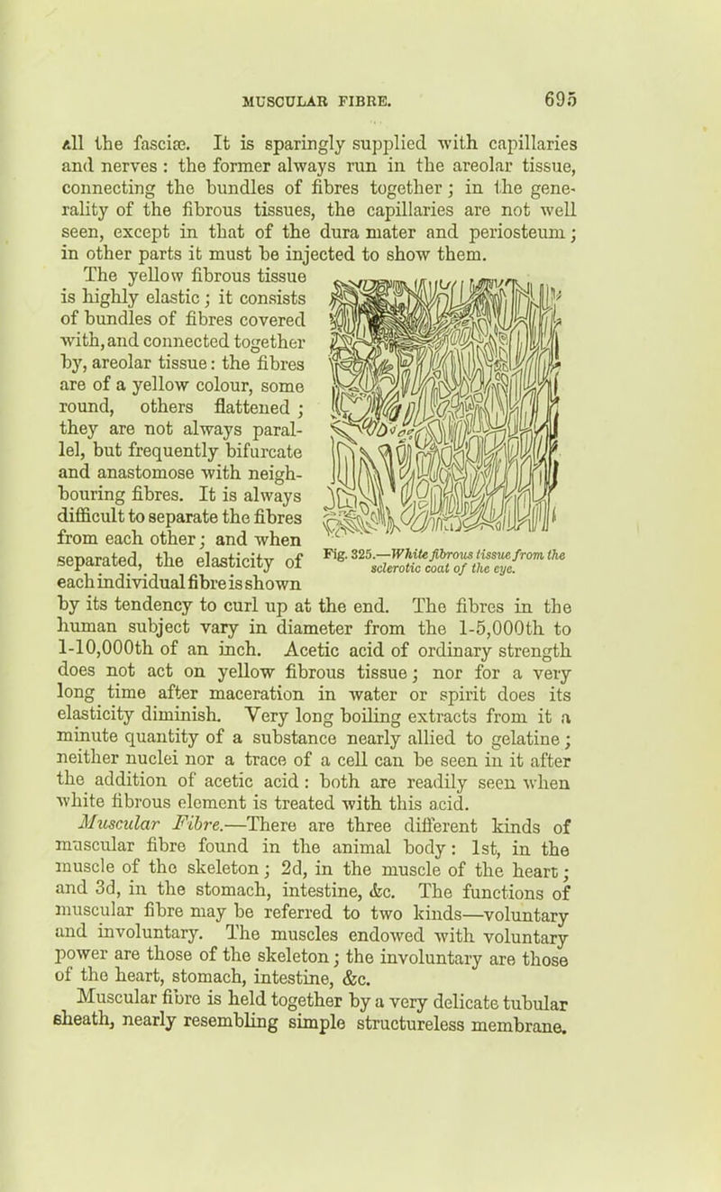 All the fascise. It is sparingly supplied with capillaries and nerves : the former always run in the areolar tissue, connecting the bundles of fibres together; in the gene- rality of the fibrous tissues, the capillaries are not well seen, except in that of the dura mater and periosteum; in other parts it must be injected to show them. The yellow fibrous tissue is highly elastic ; it consists of bundles of fibres covered with, and connected together by, areolar tissue: the fibres are of a yellow colour, some round, others flattened ; they are not always paral- lel, but frequently bifurcate and anastomose with neigh- bouring fibres. It is always difficult to separate the fibres from each other; and when separated, the elasticity of each individual fibre is shown by its tendency to curl up at the end. The fibres in the human subject vary in diameter from the l-5,000th to 1-10,000th of an inch. Acetic acid of ordinary strength does not act on yellow fibrous tissue; nor for a very long time after maceration in water or spirit does its elasticity diminish. Very long boiling extracts from it a minute quantity of a substance nearly allied to gelatine; neither nuclei nor a trace of a cell can be seen in it after the addition of acetic acid: both are readily seen when white fibrous element is treated with this acid. MuscMlar Fibre.—There are three diflerent kinds of muscular fibre found in the animal body: 1st, in the muscle of the skeleton; 2d, in the muscle of the heart ; and 3d, in the stomach, intestine, &c. The functions of muscular fibre may be referred to two kinds—voluntary and involuntary. The muscles endowed with voluntary power are those of the skeleton j the involuntary are those of the heart, stomach, intestine, &c. Muscular fibre is held together by a very delicate tubular eheathj nearly resembling simple structureless membrane. Fig. 325.—White fibrous iissuefrom the sclerotic coat of the eye.