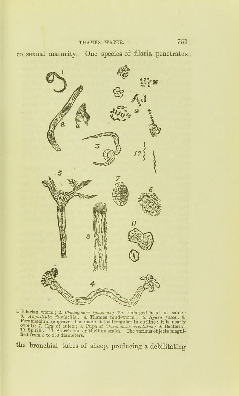 to sexual maturity. One species of filaria penetrates 1. Filanan worm ; 2. Clicstogastcr lymnceus : 2a. Enlarged head of same : 3. Anguillula fluvia'Jlis ; 4. Thames mud-worm ; 5. Hydra fusca; (i. Paramoecium (engraver has made it ton irregular in outline : it is nearly ovoid); 7. Egg of culex ; 8. Pupa of Chironomus viridulus; 9. Bacteria; 10. Spirilla ; 11. Starch and epithelium scales. The various objects magni- fied from 5 to 350 diameters. the bronchial tubes of sheep, producing a debilitating