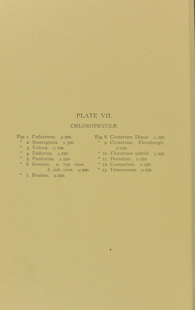 CHLOROPHYCEJE. Fig-i. Coelastrum. x Soo.  2. Staurogenia. x 500.  3. Volvox. x 100.  4. Eudorina. x 250.  5. Pandorina. x 250-  6. Gonium. a. top view. b, side view, x 500.  7. Penium. x 250. Fig. 8. Closterium Dianse. x 250.  9. Closterium Ehrenbergii. X250.  10. Closterium subtile, x 250.  11. Docidium. x 250.  12. Cosmarium. x 250.  13. Tetmemorus. x 250. ■.