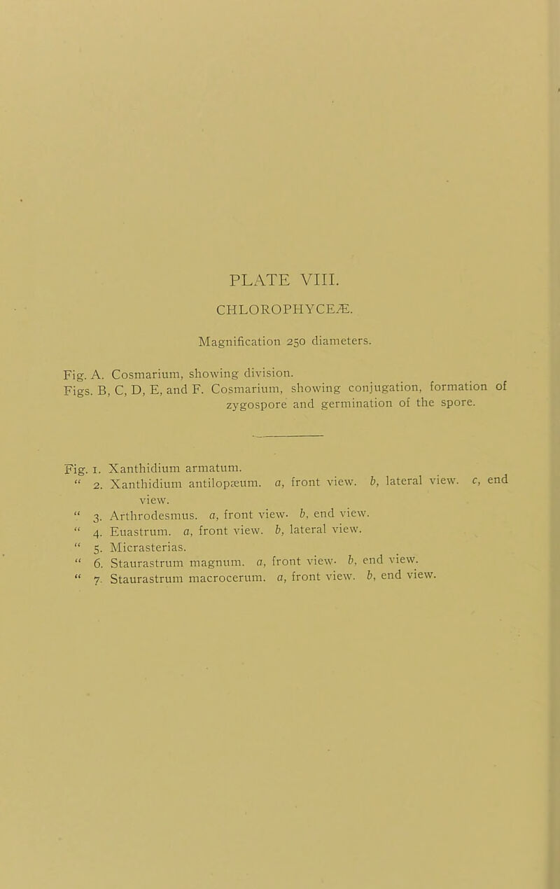 CHLOROPHYCE/E. Magnification 250 diameters. Fig. A. Cosmarium, showing division. Figs. B, C, D, E, and F. Cosmarium, showing conjugation, formation of zygospore and germination of the spore. Fig. 1. Xanthidium armatum.  2. Xanthidium antilopreum. a, front view, b, lateral view, c, end view.  3. Arthrodesmus. a, front view- b, end view.  4. Euastrum. a, front view, b, lateral view.  5. Micrasterias.  6. Staurastrum magnum, a, front view- b, end view.  7. Staurastrum macrocerum. a, front view, b, end view.