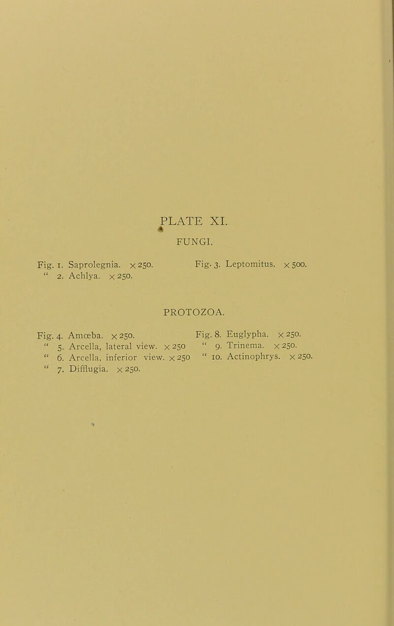 FUNGI. Fig. i. Saprolegnia. X250. Fig. 3. Leptomitus. x 500.  2, Achlya. x 250. PROTOZOA. Fig. 4. Amoeba, x 250. Fig. 8. Euglypha. x 250.  5. Arcella, lateral view, x 250  9. Trinema. x 250.  6. Arcella, inferior view. X2S0  10. Actinophrys. x 250.