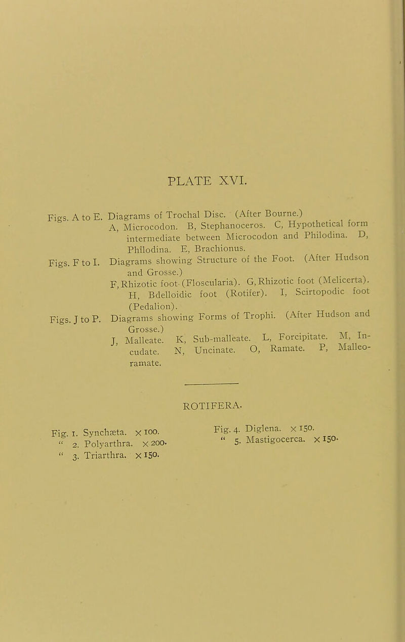 Fi^s A to E. Diagrams of Trochal Disc. (After Bourne.) A, Microcodon. B, Stephanoceros. C, Hypothetical form intermediate between Microcodon and Philodina. D, Philodina. E, Brachionus. Figs. F to I. Diagrams showing Structure of the Foot. (After Hudson and Grosse.) F.Rhizotic foot(Floscularia). G.Rhizotic foot (Mehcerta). H, Bdelloidic foot (Rotifer). I, Scirtopodic foot (Pedalion). Figs. J to P. Diagrams showing Forms of Trophi. (After Hudson and Grosse.) . . J Malleate. K, Sub-malleate. L, Forcipitate. M, In- ' cudate. N, Uncinate. O, Ramate. P, Malleo- ramate. ROTIFERA. Fig. i. Synchzeta. x 100.  2. Polyarthra. xaoo.  3. Triarthra. x 150. Fig. 4. Diglena. x iS°-  5. Mastigocerca. x 15°-