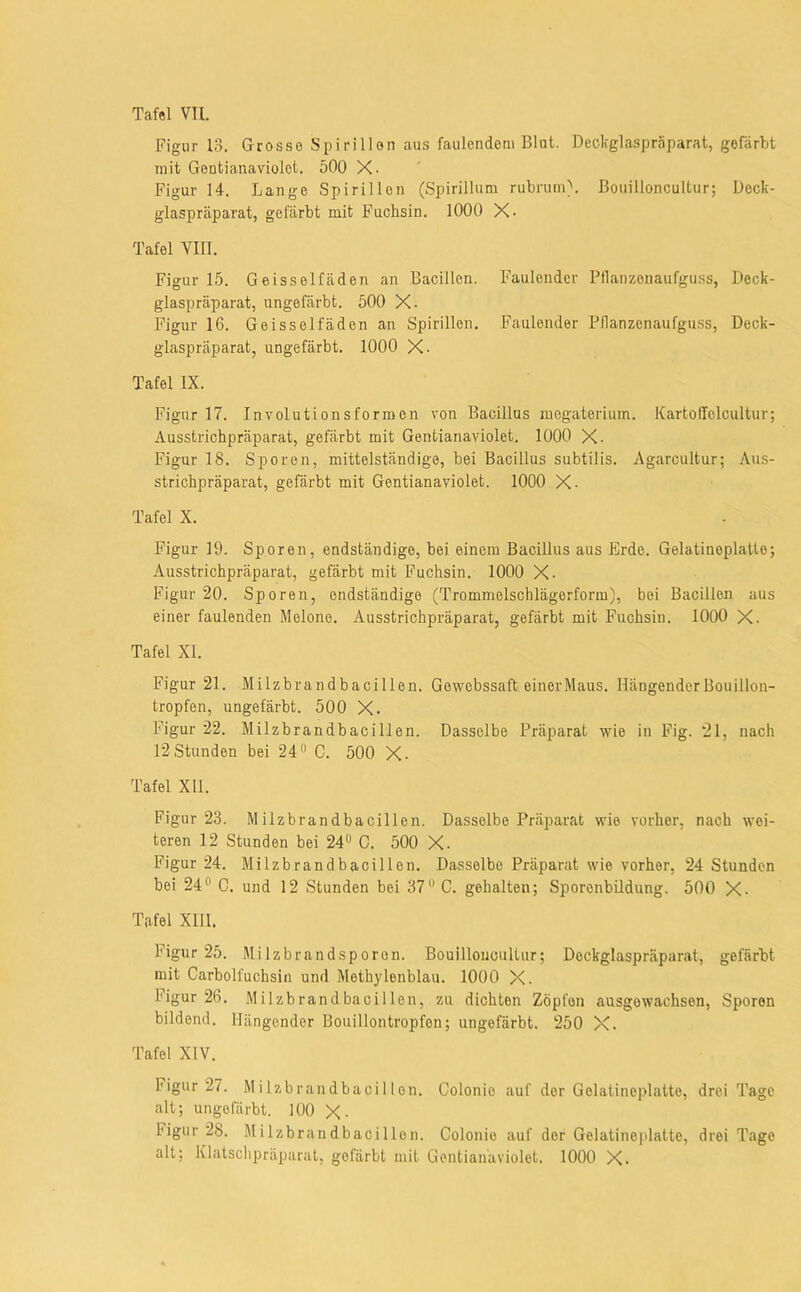 Figur 13. Grosse Spirillen aus faulendem Blut. Deckglaspräparat, gefärbt mit Gentianaviolet. 500 X- Figur H. Lange Spirillen (Spirillum rubruniL ßouilloncultur; Deck- glaspräparat, gefärbt mit Fuchsin. 1000 X- Tafel VIII. Figur 15. Geisselfäden an Bacillen. Faulender Pllanzenaufgu.ss, Deck- glaspräparat, ungefärbt. 500 X. Figur 16. Geisselfäden an Spirillen. Faulender Bllanzenaufgu.ss, Deck- glaspräparat, ungefärbt. 1000 X. Tafel IX. Figur 17. Involutionsformen von Bacillus megaterium. Kartollclcultur; Ausstrichpräparat, gefärbt mit Gentianaviolet. 1000 X. Figur 18. Sporen, mittelständige, bei Bacillus subtilis. Agarcultur; Aus- strichpräparat, gefärbt mit Gentianaviolet. lOOO X- Tafel X. Figur 19. Sporen, endständige, bei einem Bacillus aus Erde. Gelatineplatle; Ausstrichpräparat, gefärbt mit Fuchsin. 1000 X- Figur 20. Sporen, endständige (Trommelschlägerform), hoi Bacillen aus einer faulenden Melone. Ausstrichpräparat, gefärbt mit Fuchsin. lOOO X. Tafel XI. Figur 21. Milzbrandbacillen. Gowobssaft einer Mairs. Hängender Bouillon- tropfen, ungefärbt. 500 X. Figur 22. Milzbrandbacillen. Dasselbe Präparat wie in Fig. “21, nach 12 Stunden bei 24® C. 500 X- Tafel XH. Figur 23. Milzbrandbacillen. Dasselbe Präparat wie vorher, nach wei- teren 12 Stunden bei 24® C. 500 X. Figur 24. Milzbrandbacillen. Dasselbe Präparat wie vorher, 24 Stunden bei 24® 0. und 12 Stunden bei 37® C. gehalten; Sporenbildung. 500 X- Tafel Xm. Figur 25. Milzbrandsporon. Bouilloucultur; Deckglaspräparat, gefärbt mit Carboifuchsin unil Meth3'l6nblau. 1000 X. Figur 26. Milzbrandbacillen, zu dichten Zöpfen ausgewachsen, Sporen bildend. Hängender Bouillontropfen; ungefärbt. 250 X. Tafel XIV. Figur 27. Milzbrandbacillon. Colonie auf der Gelatineplatto, drei Tage alt; ungefärbt. 100 X- Figur 28. Milzbrandbacillen. Colonie auf der Gelatineplatte, drei Tage alt; lüatschpräparat, gefärbt mit Gentianaviolet. 1000 X.
