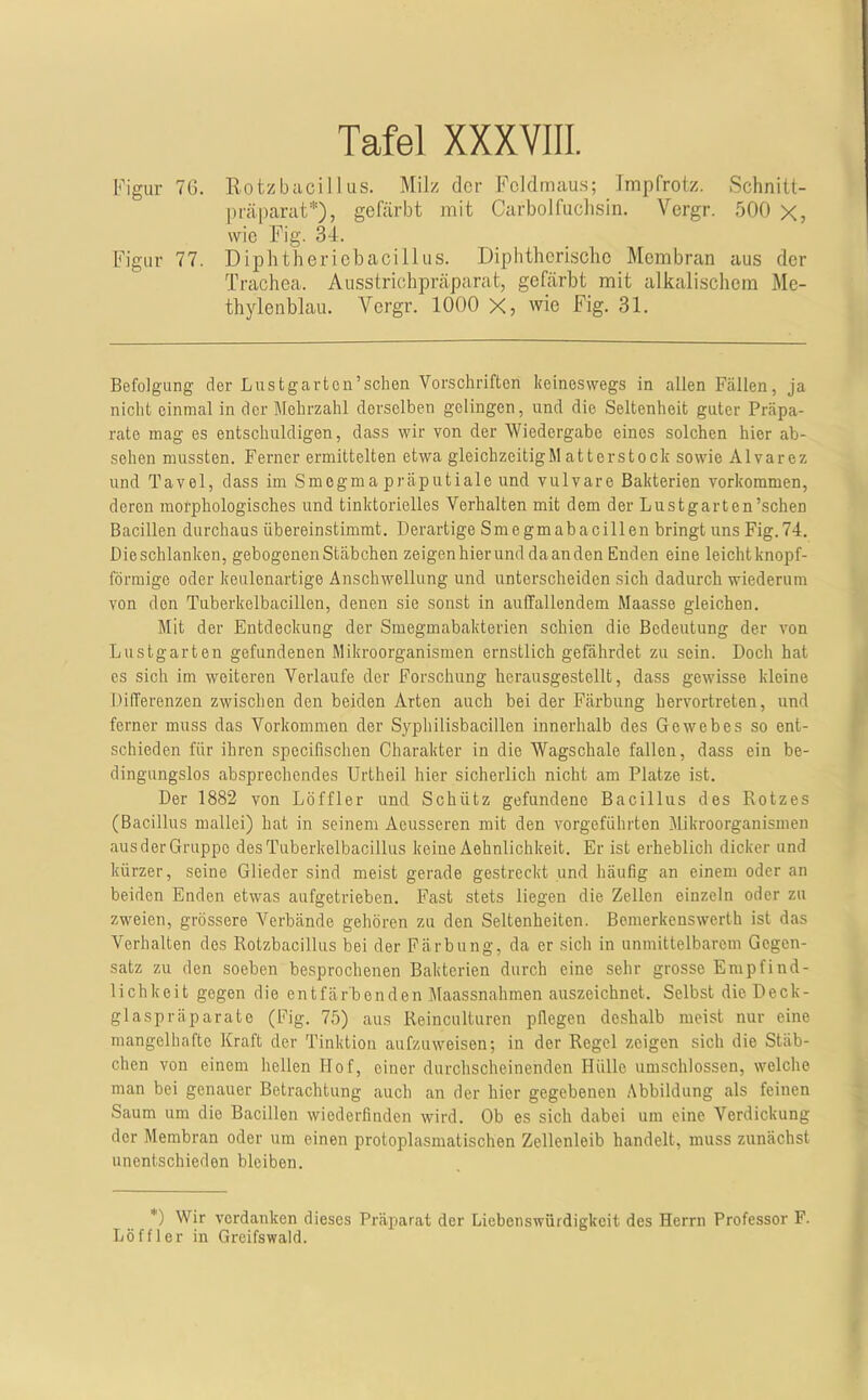 Figur 76. llotzbacillus. Milz der Feldmaus; Tmpfrotz. Schnitt- präparat*), gefärbt mit Carbolfuclisin. Vergr. 500 x, wie Fig. 34. Figur 77. Diphtheriebacillus. Diphtherische Membran aus der Trachea. Ausstrichpräparat, gefärbt mit alkalischem Me- thylenblau. Vergr. 1000 X, wie Fig. 31. Befolgung der Lustgartcn’sclien Vorschriften keineswegs in allen Fällen, ja nicht einmal in der Mehrzahl derselben gelingen, und die Seltenheit guter Präpa- rate mag es entschuldigen, dass wir von der Wiedergabe eines solchen hier ab- sehen mussten. Ferner ermittelten etwa gleichzeitigMatterstock sowie Alvarez und Tavel, dass im Smegma präputiale und vulvare Bakterien verkommen, deren morphologisches und tinktorielles Verhalten mit dem der Lustgarten’schen Bacillen durchaus übereinstimmt. Derartige Smegmabacillen bringt uns Fig.74. Die schlanken, gebogenen Stäbchen zeigen hier und da an den Enden eine leicht knopf- förmige oder keulonartige Anschwellung und unterscheiden sich dadurch wiederum von den Tuberkelbacillen, denen sie sonst in auffallendem Maasse gleichen. Mit der Entdeckung der Smegmabakterien schien die Bedeutung der von Lustgarten gefundenen Mikroorganismen ernstlich gefährdet zu sein. Doch hat es sich im weiteren Verlaufe der Forschung herausgestellt, dass gewisse kleine Differenzen zwischen den beiden Arten auch bei der Färbung hervortreten, und ferner muss das Vorkommen der Syphilisbacillen innerhalb des Gewebes so ent- schieden für ihren specifischen Charakter in die Wagschale fallen, dass ein be- dingungslos absprechendes Urtheil hier sicherlich nicht am Platze ist. Der 1882 von Löffler und Schütz gefundene Bacillus des Rotzes (Bacillus mallei) hat in seinem Aeusseren mit den vorgeführten Mikroorganismen aus der Gruppe des Tuberkelbacillus keine Aehnlichkeit. Er ist erheblich dicker und kürzer, seine Glieder sind meist gerade gestreckt und häufig an einem oder an beiden Enden etwas aufgetrieben. Fast stets liegen die Zellen einzeln oder zu zweien, grössere Verbände gehören zu den Seltenheiten. Bemerkenswerth ist das Verhalten des Rotzbacillus bei der Färbung, da er sich in unmittelbarem Gegen- satz zu den soeben besprochenen Bakterien durch eine sehr grosse Empfind- lichkeit gegen die entfärbenden Maassnahmen auszeichnet. Selbst die Deck- glaspräparate (Fig. 75) aus Reinculturen pflegen deshalb meist nur eine mangelhafte Kraft der Tinktion aufzuweisen; in der Regel zeigen sich die Stäb- chen von einem hellen Hof, einer durchscheinenden Hülle umschlossen, welche man bei genauer Betrachtung auch an der hier gegebenen Abbildung als feinen Saum um die Bacillen wiederfinden wird. Ob es sich dabei um eine Verdickung der Membran oder um einen protoplasmatischen Zellenleib handelt, muss zunächst unentschieden bleiben. *) Wir verdanken dieses Präparat der Liebenswürdigkeit des Herrn Professor F. Löffler in Greifswald.