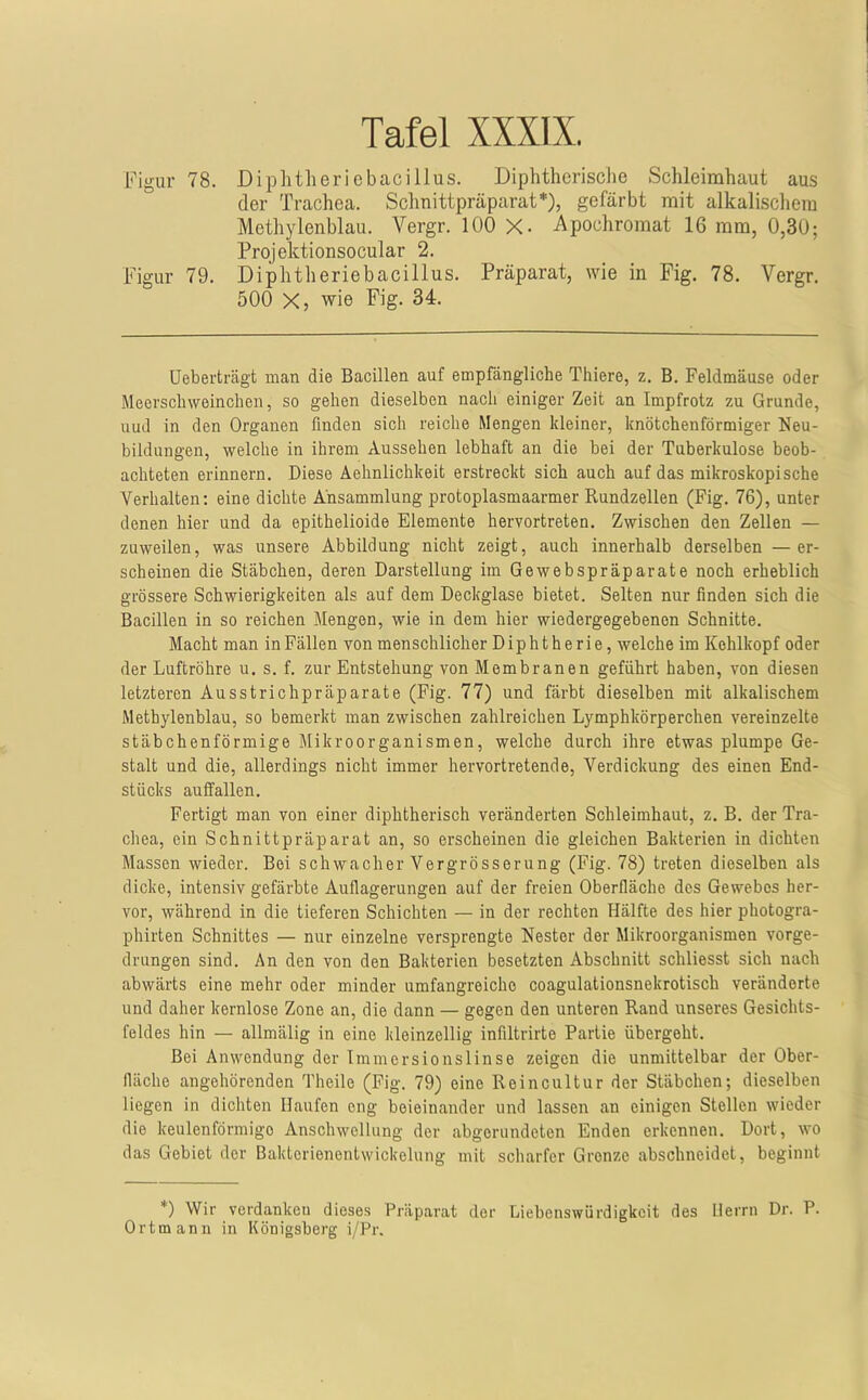 Figur 78. Diplitlieriebacillus. Diphtherische Schleimhaut aus der Trachea. Schnittpräparat*), gefärbt mit alkaliscliem Methylenblau. Vergr. 100 X- Apochromat 16 mm, 0,30; Projektionsocular 2. Figur 79. Diphtheriebacillus. Präparat, wie in Fig. 78. Vergr. 500 X, wie Fig. 34. Ueberträgt man die Bacillen auf empfängliche Thiere, z. B. Feldmäuse oder Meerschweinchen, so gehen dieselben nach einiger Zeit an Impfrotz zu Grunde, uud in den Organen finden sich reiche Mengen kleiner, knötchenförmiger Neu- bildungen, welche in ihrem Aussehen lebhaft an die bei der Tuberkulose beob- achteten erinnern. Diese Äehnlichkeit erstreckt sich auch auf das mikroskopische Verhalten: eine dichte Ansammlung protoplasmaarmer Rundzellen (Fig. 76), unter denen hier und da epithelioide Elemente hervortreten. Zwischen den Zellen — zuweilen, was unsere Abbildung nicht zeigt, auch innerhalb derselben —er- scheinen die Stäbchen, deren Darstellung im Gewebspräparate noch erheblich grössere Schwierigkeiten als auf dem Deckglase bietet. Selten nur finden sich die Bacillen in so reichen Mengen, wie in dem hier wiedergegebenen Schnitte. Macht man in Fällen von menschlicher Diphtherie, welche im Kehlkopf oder der Luftröhre u. s. f. zur Entstehung von Membranen geführt haben, von diesen letzteren Ausstrichpräparate (Fig. 77) und färbt dieselben mit alkalischem Methylenblau, so bemerkt man zwischen zahlreichen Lymphkörperchen vereinzelte stäbchenförmige Mikroorganismen, welche durch ihre etwas plumpe Ge- stalt und die, allerdings nicht immer hervortretende, Verdickung des einen End- stücks auffallen. Fertigt man von einer diphtherisch veränderten Schleimhaut, z. B. der Tra- chea, ein Schnittpräparat an, so erscheinen die gleichen Bakterien in dichten Massen wieder. Bei schwacher Vergrösserung (Fig. 78) treten dieselben als dicke, intensiv gefärbte Auflagerungen auf der freien Oberfläche des Gewebes her- vor, während in die tieferen Schichten — in der rechten Hälfte des hier photogra- phirten Schnittes — nur einzelne versprengte Nester der Mikroorganismen vorge- drungen sind. An den von den Bakterien besetzten Abschnitt schliesst sich nach abwärts eine mehr oder minder umfangreiche coagulationsnekrotisch veränderte und daher kernlose Zone an, die dann — gegen den unteren Rand unseres Gesichts- feldes hin — allmälig in eine kleinzellig infiltrirte Partie übergeht. Bei Anwendung der Immcrsionslinse zeigen die unmittelbar der Ober- fläche angehörenden Theile (Fig. 79) eine Reincultur der Stäbchen; dieselben liegen in dichten Haufen eng beieinander und lassen an einigen Stellen wieder die keulenförmige Anschwellung der abgerundeten Enden erkennen. Dort, wo das Gebiet der Bakterienentwickelung mit scharfer Grenze abschneidet, beginnt *) Wir verdanken dieses Präparat der Liebenswürdigkeit des Herrn Dr. P. Ortmann in Königsberg i/Pr.