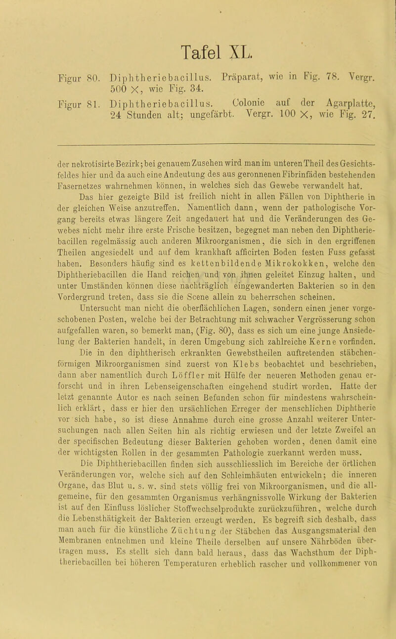 Figur SO. Diphtheriebacillus. Präparat, wie in Fig. 78. Vergr. 500 X, wie Fig. 34. Figur 81. Diphtheriebacillus. Colonie auf der Agarplatte, 24 Stunden alt; ungefärbt. Vergr. 100 X, wie Fig. 27. dev nekrotisirte Bezirk;bei genauem Zusehen wird man im unterenTheil des Gesichts- feldes hier und da auch eine Andeutung des aus geronnenen Fibrinfäden bestehenden Fasernetzes wahrnehmen können, in welches sich das Gewebe verwandelt hat. Das hier gezeigte Bild ist freilich nicht in allen Fällen von Diphtherie in der gleichen Weise anzutreffen. Namentlich dann, wenn der pathologische Vor- gang bereits etwas längere Zeit angedauert hat und die Veränderungen des Ge- webes nicht mehr ihre erste Frische besitzen, begegnet man neben den Diphtherie- bacillen regelmässig auch anderen Mikroorganismen, die sich in den ergriffenen Theilen angesiedelt und auf dem krankhaft afficirten Boden festen Fass gefasst haben. Besonders häufig sind es ketten bildende Mikrokokken, welche den Diphtheriebacillen die Hand reichen und von ihnen geleitet Einzug halten, und unter Umständen können diese nachträglich eingewanderten Bakterien so in den Vordergrund treten, dass sie die Scene allein zu beherrschen scheinen. Untersucht man nicht die oberflächlichen Lagen, sondern einen jener vorge- schobenen Posten, welche bei der Betrachtung mit schwacher Vergrösserung schon aufgefallen waren, so bemerkt man, fFig. 80), dass es sich um eine junge Ansiede- lung der Bakterien handelt, in deren Umgebung sich zahlreiche Kerne vorfinden. Die in den diphtherisch erkrankten Gewebstheilen auftretenden stäbchen- förmigen Mikroorganismen sind zuerst von Klebs beobachtet und beschrieben, dann aber namentlich durch Löffler mit Hülfe der neueren Methoden genau er- forscht und in ihren Lebenseigenschaften eingehend studirt worden. Hatte der letzt genannte Autor es nach seinen Befunden schon für mindestens wahrschein- lich erklärt, dass er hier den ursächlichen Erreger der menschlichen Diphtherie vor sich habe, so ist diese Annahme durch eine grosse Anzahl weiterer Unter- suchungen nach allen Seiten hin als richtig erwiesen und der letzte Zweifel an der specifischen Bedeutung dieser Bakterien gehoben worden, denen damit eine der wichtigsten Rollen in der gesammten Pathologie zuerkannt werden muss. Die Diphtheriebacillen finden sich ausschliesslich im Bereiche der örtlichen Veränderungen vor, welche sich auf den Schleimhäuten entwickeln; die inneren Organe, das Blut u. s. w. sind stets völlig frei von Mikroorganismen, und die all- gemeine, für den gesammten Organismus verhängnissvolle Wirkung der Bakterien ist auf den Einfluss löslicher Stoffwechselprodukte zurückzuführen, welche durch die Lebensthätigkeit der Bakterien erzeugt werden. Es begreift sich deshalb, dass man auch für die künstliche Züchtung der Stäbchen das Ausgangsmaterial den Membranen entnehmen und kleine Theile derselben auf unsere Nährböden über- tragen muss. Es stellt sich dann bald heraus, dass das Wachsthum der Diph- theriebacillen bei höheren Temperaturen erheblich rascher und vollkommener von