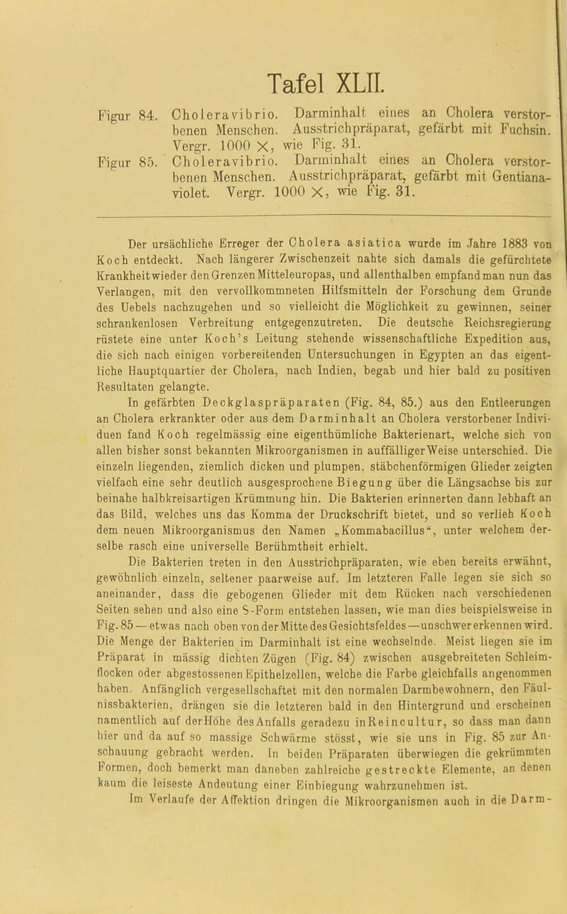 Fig^r 84. Choleravibrio. Darminhalt eines an Cholera verstor- benen Menschen. Ausstrichpräparat, gefärbt mit Fuchsin. Vergr. 1000 X, wie Fig. 31. Figur 85. Choleravibrio. Darminhalt eines an Cholera verstor- benen Menschen. Ausstrichpräparat, gefärbt mit Gentiana- violet. Vergr. 1000 X, wie Fig. 31. Der ursächliche Erreger der Cholera asiatica wurde im Jahre 1883 von Koch entdeckt. Nach längerer Zwischenzeit nahte sich damals die gefürchtete Krankheitwieder den Grenzen Mitteleuropas, und allenthalben empfandman nun das Verlangen, mit den vervollkommneten Hilfsmitteln der Forschung dem Grunde des Uehels nachzugehen und so vielleicht die Möglichkeit zu gewinnen, seiner schrankenlosen Verbreitung entgegenzutreten. Die deutsche Reichsregierung rüstete eine unter Koch’s Leitung stehende wissenschaftliche Expedition aus, die sich nach einigen vorbereitenden Untersuchungen in Egypten an das eigent- liche Hauptquartier der Cholera, nach Indien, begab und hier bald zu positiven Resultaten gelangte. In gefärbten Deckglaspräparaten (Fig. 84, 85.) aus den Entleerungen an Cholera erkrankter oder aus dem Darminhalt an Cholera verstorbener Indivi- duen fand Koch regelmässig eine eigenthümliche Bakterienart, welche sich von allen bisher sonst bekannten Mikroorganismen in auffälligerWeise unterschied. Die einzeln liegenden, ziemlich dicken und plumpen, stäbchenförmigen Glieder zeigten vielfach eine sehr deutlich ausgesprochene Biegung über die Längsachse bis zur beinahe halbkreisartigen Krümmung hin. Die Bakterien erinnerten dann lebhaft an das Bild, welches uns das Komma der Druckschrift bietet, und so verlieh Koch dem neuen Mikroorganismus den Namen „Kommabacillus“, unter welchem der- selbe rasch eine universelle Berühmtheit erhielt. Die Bakterien treten in den Ausstrichpräparaten, wie eben bereits erwähnt, gewöhnlich einzeln, seltener paarweise auf. Im letzteren Falle legen sie sich so aneinander, dass die gebogenen Glieder mit dem Rücken nach verschiedenen Seiten sehen und also eine S-Form entstehen lassen, wie man dies beispielsweise in Fig. 85 — etwas nach oben von der Mitte des Gesichtsfeldes —unschwer erkennen wird. Die Menge der Bakterien im Darminhalt ist eine wechselnde. Meist liegen sie im Präparat in mässig dichten Zügen (Fig. 84) zwischen ausgebreiteten Schleim- flocken oder ahgestossenen Epithelzellen, welche die Farbe gleichfalls angenommen haben. Anfänglich vergesellschaftet mit den normalen Darmbewohnern, den Fäul- nissbakterien, drängen sie die letzteren bald in den Hintergrund und erscheinen namentlich auf derllöhe desAnfalls geradezu inReincultur, so dass man dann hier und da auf so massige Schwärme stösst, wie sie uns in Fig. 85 zur An- schauung gebracht werden, ln beiden Präparaten überwiegen die gekrümmten Formen, doch bemerkt man daneben zahlreiche gestreckte Elemente, an denen kaum die leiseste Andeutung einer Einbiegung wahrzunehmen ist. Im Verlaufe der AfTektion dringen die Mikroorganismen auch in die Darm-