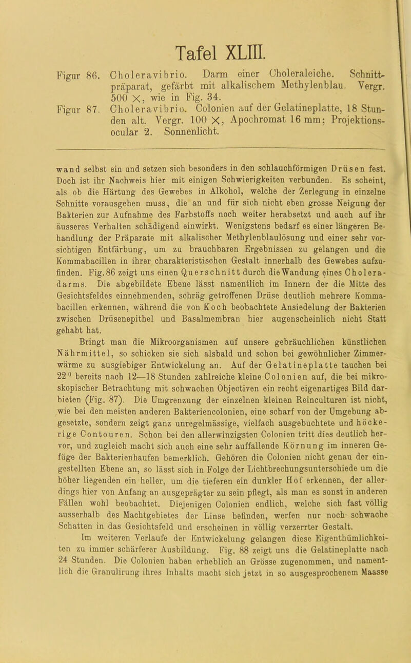 P'igiir 86. Ctioleravibrio. Darm einer Choleraleiche. Schnitt- prcäparat, gefärbt mit alkalischem Methylenblau. Vergr. 500 X, wie in Fig. 34. Figur 87. Choleravibrio. Colonien auf der Gelatineplatte, 18 Stun- den alt. Vergr. 100 X, Apochromat 16 mm; Projektions- ocular 2. Sonnenlicht. wand selbst ein and setzen sich besonders in den schlanohförmigen Drüsen fest. Doch ist ihr Nachweis hier mit einigen Schwierigkeiten verbunden. Es scheint, als ob die Härtung des Gewebes in Alkohol, welche der Zerlegung in einzelne Schnitte vorausgehen muss, die an und für sich nicht eben grosse Neigung der Bakterien zur Aufnahme des Farbstoffs noch weiter herabsetzt und auch auf ihr äusseres Verhalten schädigend einwirkt. Wenigstens bedarf es einer längeren Be- handlung der Präparate mit alkalischer Methylenblaulösung und einer sehr vor- sichtigen Entfärbung, um zu brauchbaren Ergebnissen zu gelangen und die Kommabacillen in ihrer charakteristischen Gestalt innerhalb des Gewebes aufzu- finden. Pig.86 zeigt uns einen Querschnitt durch die Wandung eines Cholera- darms. Die ahgehildete Ebene lässt namentlich im Innern der die Mitte des Gesichtsfeldes einnehmenden, schräg getroffenen Drüse deutlich mehrere Komma- bacillen erkennen, während die von Koch beobachtete Ansiedelung der Bakterien zwischen Drüsenepithel und Basalmembran hier augenscheinlich nicht Statt gehabt hat. Bringt man die Mikroorganismen auf unsere gebräuchlichen künstlichen Nährmittel, so schicken sie sich alsbald und schon bei gewöhnlicher Zimmer- wärme zu ausgiebiger Entwickelung an. Auf der Gelatineplatte tauchen bei 22“ bereits nach 12—18 Stunden zahlreiche kleine Colonien auf, die hei mikro- skopischer Betrachtung mit schwachen Objectiven ein recht eigenartiges Bild dar- bieten (Fig. 87). Die Umgrenzung der einzelnen kleinen Reinculturen ist nicht, wie hei den meisten anderen Bakteriencolonien, eine scharf von der Umgebung ab- gesetzte, sondern zeigt ganz unregelmässige, vielfach ausgebuchtete und höcke- rige Contouren. Schon bei den allerwinzigsten Colonien tritt dies deutlich her- vor, und zugleich macht sich auch eine sehr auffallende Körnung im inneren Ge- füge der Bakterienhaufen bemerklich. Gehören die Colonien nicht genau der ein- gestellten Ebene an, so lässt sich in Folge der Lichthrechungsunterschiede um die höher liegenden ein heller, um die tieferen ein dunkler Hof erkennen, der aller- dings hier von Anfang an ausgeprägter zu sein pflegt, als man es sonst in anderen Fällen wohl beobachtet. Diejenigen Colonien endlich, welche sich fast völlig ausserhalb des Machtgebietes der Linse befinden, werfen nur noch- schwache Schatten in das Gesichtsfeld und erscheinen in völlig verzerrter Gestalt. Im weiteren Verlaufe der Entwickelung gelangen diese Eigenthümlichkei- ten zu immer schärferer Ausbildung. Fig. 88 zeigt uns die Gelatineplatte nach 24 Stunden. Die Colonien haben erheblich an Grösse zugenommen, und nament- lich die Granulirung ihres Inhalts macht sich jetzt in so ausgesprochenem Maasse