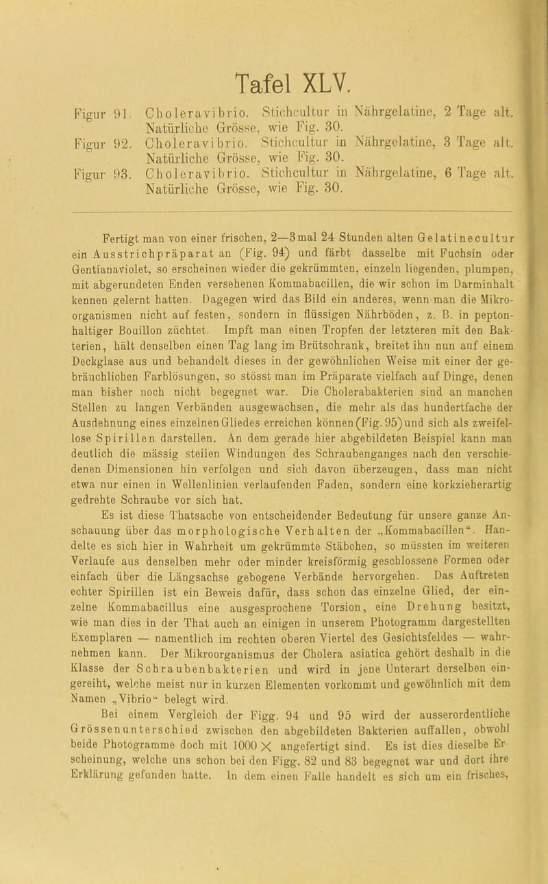Figur 91. Figur 92. Figur 93. Choleravibrio. Stichcultur in Xährgelatine, 2 Tage alt. Natürliche Grös.se. wie Fig. 30. Choleravibrio. Stichcultur in Ncährgelatine, 3 Tage alt. Natürliche Grösse, wie Fig. 30. Cholcravibrio. Stichcultur in Nährgelatine, 6 Tage alt. Natürliche Grösse, wie Fig. 30. Fertigt man von einer frischen, 2—3mal 24 Stunden alten Gelatinecultur ein Ausstrichpräparat an (Fig. 94) und färbt dasselbe mit Fuchsin oder Gentianaviolet, so erscheinen wieder die gekrümmten, einzeln liegenden, plumpen, mit abgerundeten Enden versehenen Kommabacillen, die wir schon im Üarminhalt kennen gelernt hatten. Dagegen wird das Bild ein anderes, wenn man die Mikro- organismen nicht auf festen, sondern in flüssigen Nährböden, z. B. in pepton- haltiger Bouillon züchtet. Impft man einen Tropfen der letzteren mit den Bak- terien, hält denselben einen Tag lang im Brütschrank, breitet ihn nun auf einem Deckglase aus und behandelt dieses in der gewöhnlichen Weise mit einer der ge- bräuchlichen Farblösungen, so stösst man im Präparate vielfach auf Dinge, denen man bisher noch nicht begegnet war. Die Cholerabakterien sind an manchen Stellen zu langen Verbänden ausgewachsen, die mehr als das hundertfache der Ausdehnung eines einzelnen Gliedes erreichen können (Fig. 95) und sich als zweifel- lose Spirillen darstellen. An dem gerade hier abgebildeten Beispiel kann man deutlich die mässig steilen Windungen des Schraubenganges nach den verschie- denen Dimensionen hin verfolgen und sich davon überzeugen, dass man nicht etwa nur einen in Wellenlinien verlaufenden Faden, sondern eine korkzieherartig gedrehte Schraube vor sich hat. Es ist diese Thatsache von entscheidender Bedeutung für unsere ganze An- schauung über das morphologische Verhalten der „Kommabacillen“. Han- delte es sich hier in Wahrheit um gekrümmte Stäbchen, so müssten im weiteren Verlaufe aus denselben mehr oder minder kreisförmig geschlossene Formen oder einfach über die Längsachse gebogene Verbände hervorgehen. Das Auftreten echter Spirillen ist ein Beweis dafür, dass schon das einzelne Glied, der ein- zelne Kommabacillus eine ausgesprochene Torsion, eine Drehung besitzt, wie man dies in der That auch an einigen in unserem Photogramm dargestellten Exemplaren — namentlich im rechten oberen Viertel des Gesichtsfeldes — wahr- nehmen kann. Der Mikroorganismus der Cholera asiatica gehört deshalb in die Klasse der Schraubenbakterien und wird in jene Unterart derselben ein- gereiht, welche meist nur in kurzen Elementen vorkommt und gewöhnlich mit dem Namen „Vfbrio“ belegt wird. Bei einem Vergleich der Figg. 94 und 95 wird der ausserordentliche Grössenunterschied zwischen den abgebildeten Bakterien auffallen, obwohl beide Photogramme doch mit 1000 X angefertigt sind. Es ist dies dieselbe Er- scheinung, welche uns schon bei den Figg. 82 und 83 begegnet war und dort ihre Erklärung gefunden hatte, ln dem einen Falle handelt es sich um ein frisches.