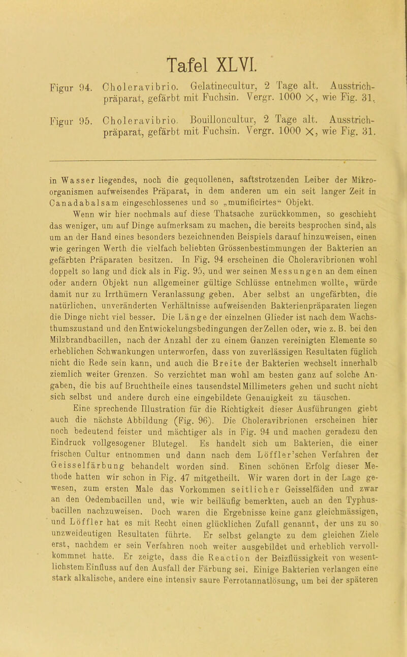 Clioleravibrio. Gelatinecultur, 2 Tage alt. Ausstrich- präparat, gefärbt mit Fuchsin. Vergr. 1000 X, wie Fig. 31, Figur 95. Choleravibrio. Bouilloncultur, 2 Tage alt. Ausstrich- präparat, gefärbt mit Fuchsin. Vergr. 1000 X, wie Fig. 31. in Wasser liegendes, noch die gequollenen, saftstrotzenden Leiber der Mikro- organismen aufweisendes Präparat, in dem anderen um ein seit langer Zeit in Oanadabalsam eingeschlossenes und so „mumificirtes“ Objekt. Wenn wir hier nochmals auf diese Thatsache zurückkommen, so geschieht das weniger, um auf Dinge aufmerksam zu machen, die bereits besprochen sind, als um an der Hand eines besonders bezeichnenden Beispiels darauf hinzuweisen, einen wie geringen Werth die vielfach beliebten Grössenbestimmungen der Bakterien an gefärbten Präparaten besitzen. In Fig. 94 erscheinen die Choleravibrionen wohl doppelt so lang und dick als in Fig. 95, und wer seinen Messungen an dem einen oder andern Objekt nun allgemeiner gültige Schlüsse entnehmen wollte, würde damit nur zu Irrthümern Veranlassung geben. Aber selbst an ungefärbten, die natürlichen, unveränderten Verhältnisse aufweisenden Bakterienpräparaten liegen die Dinge nicht viel besser. Die Länge der einzelnen Glieder ist nach dem Wachs- thumszustand und den Entwickelungsbedingungen der Zellen oder, wie z. B. bei den Milzbrandbacillen, nach der Anzahl der zu einem Ganzen vereinigten Elemente so erheblichen Schwankungen unterworfen, dass von zuverlässigen Resultaten füglich nicht die Rede sein kann, und auch die Breite der Bakterien wechselt innerhalb ziemlich weiter Grenzen. So verzichtet man wohl am besten ganz auf solche An- gaben, die bis auf Bruchtheile eines tausendstel Millimeters gehen und sucht nicht sich selbst und andere durch eine eingebildete Genauigkeit zu täuschen. Eine sprechende Illustration für die Richtigkeit dieser Ausführungen giebt auch die nächste Abbildung (Fig. 96). Die Choleravibrionen erscheinen hier noch bedeutend feister und mächtiger als in Fig. 94 und machen geradezu den Eindruck vollgesogener Blutegel. Es handelt sich um Bakterien, die einer frischen Cultur entnommen und dann nach dem Löffler’schen Verfahren der Geisselfärbung behandelt worden sind. Einen schönen Erfolg dieser Me- thode hatten wir schon in Fig. 47 mitgetbeilt. Wir waren dort in der Lage ge- wesen, zum ersten Male das Vorkommen seitlicher Geisselfäden und zwar an den Oedembacillen und, wie wir beiläufig bemerkten, auch an den Typhus- bacillen nachzuweisen. Doch waren die Ergebnisse keine ganz gleichmässigen, und Löffler hat es mit Hecht einen glücklichen Zufall genannt, der uns zu so unzweideutigen Resultaten führte. Er selbst gelangte zu dem gleichen Ziele erst, nachdem er sein Verfahren noch weiter ausgebildet und erheblich vervoll- kommnet hatte. Er zeigte, dass die Heaction der Beizflüssigkeit von wesent- lichstem Einfluss auf den Ausfall der Färbung sei. Einige Bakterien verlangen eine stark alkalische, andere eine intensiv saure Ferrotannatlösung, um bei der späteren