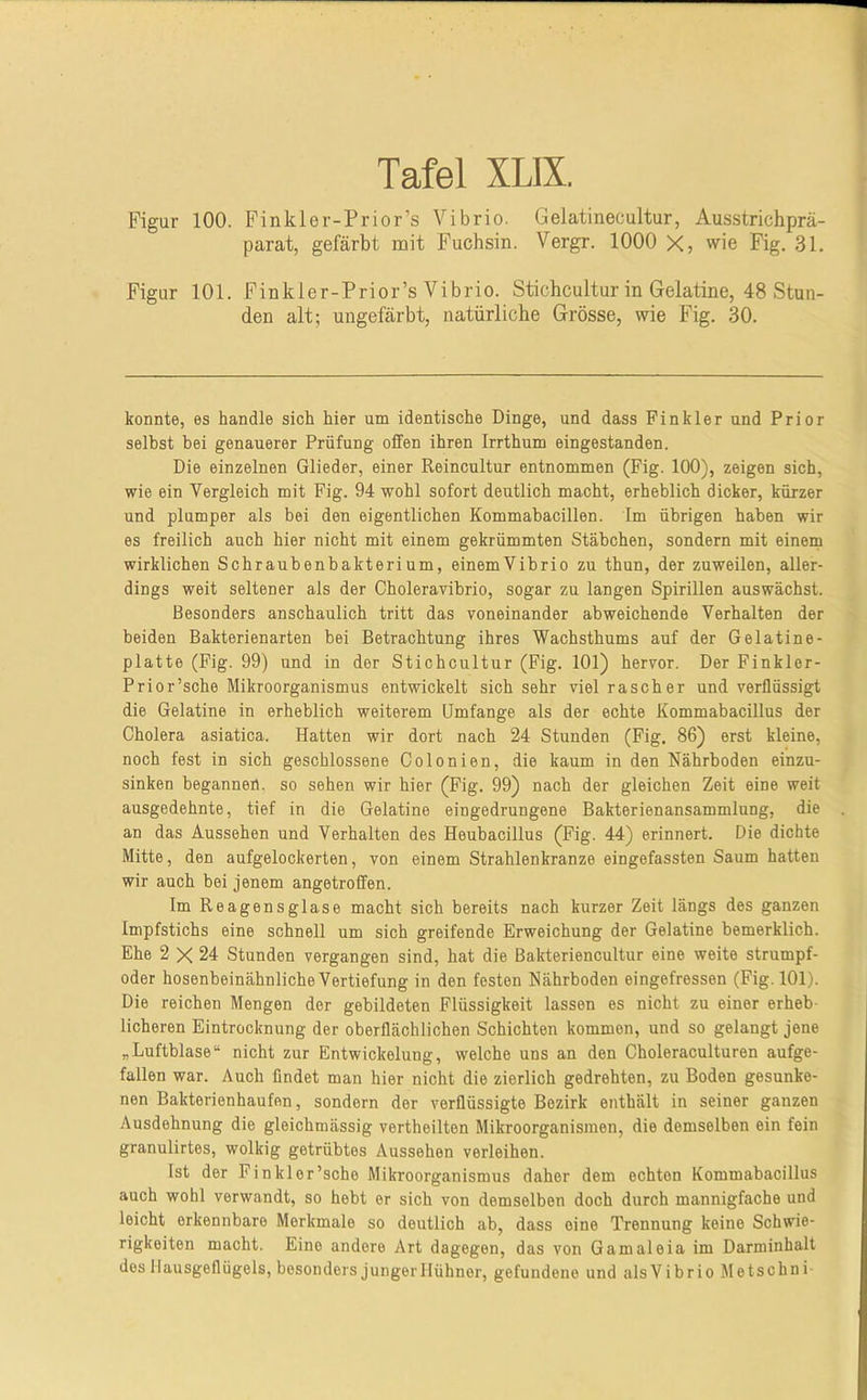 Figur 100. Finkler-Prior’s Vibrio. Gelatinecultur, Ausstrichprä- parat, gefärbt mit Fuchsin. Vergr. 1000 X, wie Fig. 31. Figur 101. Finkler-Prior’s Vibrio. Stichcultur in Gelatine, 48 Stun- den alt; ungefärbt, natürliche Grösse, wie Fig. 30. konnte, es handle sich hier um identische Dinge, und dass Finkler und Prior selbst bei genauerer Prüfung offen ihren Irrthum eingestanden. Die einzelnen Glieder, einer Reincultur entnommen (Fig. 100), zeigen sich, wie ein Vergleich mit Fig. 94 wohl sofort deutlich macht, erheblich dicker, kürzer und plumper als bei den eigentlichen Kommabacillen. Im übrigen haben wir es freilich auch hier nicht mit einem gekrümmten Stäbchen, sondern mit einem wirklichen Schraubenbakterium, einemVibrio zu thun, der zuweilen, aller- dings weit seltener als der Choleravibrio, sogar zu langen Spirillen auswächst. Besonders anschaulich tritt das voneinander abweichende Verhalten der beiden Bakterienarten bei Betrachtung ihres Wachsthums auf der Gelatine- platte (Fig. 99) und in der Stichcultur (Fig. 101) hervor. Der Finklor- Prior’sche Mikroorganismus entwickelt sich sehr viel rascher und verflüssigt die Gelatine in erheblich weiterem Umfange als der echte Kommabacillus der Cholera asiatica. Hatten wir dort nach 24 Stunden (Fig. 86) erst kleine, noch fest in sich geschlossene Colonien, die kaum in den Nährboden einzu- sinken begannen, so sehen wir hier (Fig. 99) nach der gleichen Zeit eine weit ausgedehnte, tief in die Gelatine eingedrungene Bakterienansammlung, die an das Aussehen und Verhalten des Heubacillus (Fig. 44) erinnert. Die dichte Mitte, den aufgelockerten, von einem Strahlenkränze eingefassten Saum hatten wir auch bei jenem angetroffen. Im Reagensglase macht sich bereits nach kurzer Zeit längs des ganzen Impfstichs eine schnell um sich greifende Erweichung der Gelatine bemerklich. Ehe 2 X 24 Stunden vergangen sind, hat die Bakteriencultur eine weite strumpf- oder hosenbeinähnliche Vertiefung in den festen Nährboden eingefressen (Fig. 101). Die reichen Mengen der gebildeten Flüssigkeit lassen es nicht zu einer erheb- licheren Eintrocknung der oberflächlichen Schichten kommen, und so gelangt jene „Luftblase“ nicht zur Entwickelung, welche uns an den Choleraculturen aufge- fallen war. Auch findet man hier nicht die zierlich gedrehten, zu Boden gesunke- nen Bakterienhaufen, sondern der verflüssigte Bezirk enthält in seiner ganzen Ausdehnung die gleichmässig vertheilten Mikroorganismen, die demselben ein fein granulirtes, wolkig getrübtes Aussehen verleihen. Ist der Finkler’sche Mikroorganismus daher dem echten Kommabacillus auch wohl verwandt, so hebt er sich von demselben doch durch mannigfache und leicht erkennbare Merkmale so deutlich ab, dass eine Trennung keine Schwie- rigkeiten macht. Eine andere Art dagegen, das von Gamal eia im Darminhalt dos Hausgeflügels, besonders jungerllühnor, gefundene und als Vibrio Metschni-