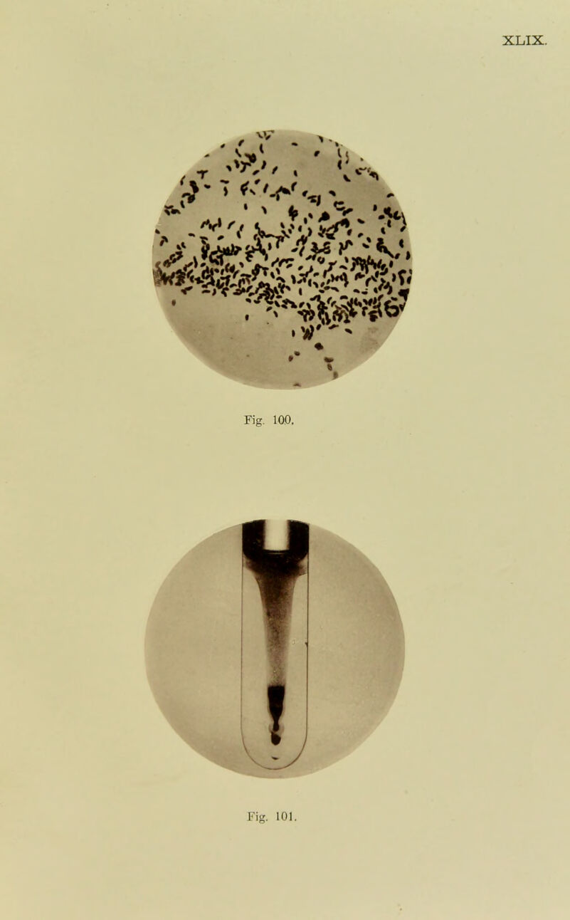 XLIX. / ^ ‘ ' fc »JU. W' Fig. 100.