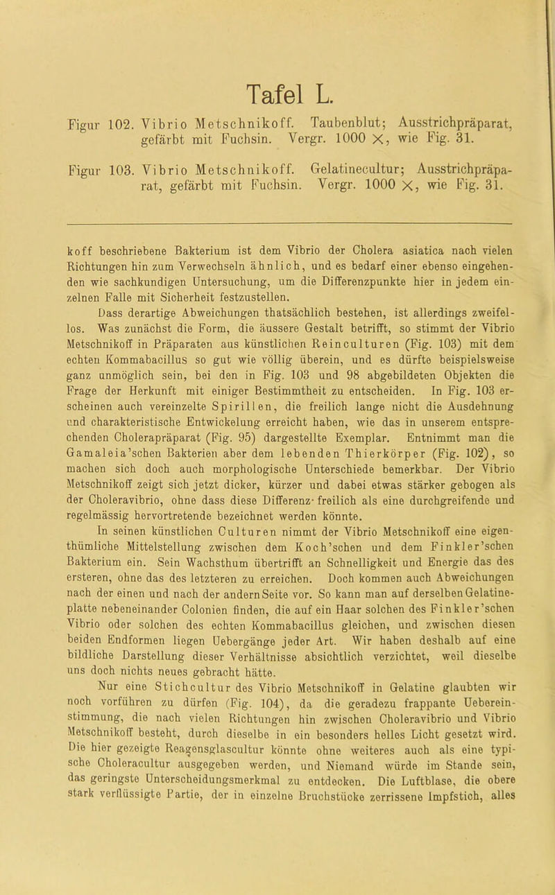 Figur 102. Vibrio Metschnikoff. Taubenblut; Ausstrichpräparat, gefärbt nait Fuchsin. Vergr. 1000 X, wie Fig. 31. Figur 103. Vibrio Metschnikoff. Gelatinecultur; Ausstrichpräpa- rat, gefärbt mit Fuchsin. Vergr. 1000 X, wie Fig. 31. koff beschriebene Bakterium ist dem Vibrio der Cholera asiatica nach vielen Richtungen hin zum Verwechseln ähnlich, und es bedarf einer ebenso eingehen- den wie sachkundigen Untersuchung, um die Differenzpunkte hier in jedem ein- zelnen Falle mit Sicherheit festzustellen. Dass derartige Abweichungen thatsächlich bestehen, ist allerdings zweifel- los. Was zunächst die Form, die äussere Gestalt betrifft, so stimmt der Vibrio Metschnikoff in Präparaten aus künstlichen Reinculturen (Fig. 103) mit dem echten Kommabacillus so gut wie völlig überein, und es dürfte beispielsweise ganz unmöglich sein, bei den in Fig. 103 und 98 abgebildeten Objekten die Frage der Herkunft mit einiger Bestimmtheit zu entscheiden. In Fig. 103 er- scheinen auch vereinzelte Spirillen, die freilich lange nicht die Ausdehnung und charakteristische Entwickelung erreicht haben, wie das in unserem entspre- chenden Cholerapräparat (Fig. 95) dargestellte Exemplar. Entnimmt man die Gamaleia’schen Bakterien aber dem lebenden Thierkörper (Fig. 102), so machen sich doch auch morphologische Unterschiede bemerkbar. Der Vibrio Metschnikoff zeigt sich jetzt dicker, kürzer und dabei etwas stärker gebogen als der Choleravibrio, ohne dass diese Differenz* freilich als eine durchgreifende und regelmässig hervortretende bezeichnet werden könnte. In seinen künstlichen Culturen nimmt der Vibrio Metschnikoff eine eigen- thümliche Mittelstellung zwischen dem Koch’schen und dem Finkler’schen Bakterium ein. Sein Wachsthum übertrifft an Schnelligkeit und Energie das des ersteren, ohne das des letzteren zu erreichen. Doch kommen auch Abweichungen nach der einen und nach der andern Seite vor. So kann man auf derselben Gelatine- platte nebeneinander Colonien finden, die auf ein Haar solchen des Finkler’schen Vibrio oder solchen des echten Kommabacillus gleichen, und zwischen diesen beiden Endformen liegen Uebergänge jeder Art. Wir haben deshalb auf eine bildliche Darstellung dieser Verhältnisse absichtlich verzichtet, weil dieselbe uns doch nichts neues gebracht hätte. Nur eine Stichcultur des Vibrio Metschnikoff in Gelatine glaubten wir noch vorführen zu dürfen (Fig. 104), da die geradezu frappante Ueberein- stimmung, die nach vielen Richtungen hin zwischen Choleravibrio und Vibrio Metschnikoff besteht, durch dieselbe in ein besonders helles Licht gesetzt wird. Die hier gezeigte Reagensglascultur könnte ohne weiteres auch als eine typi- sche Choleracultur ausgegeben werden, und Niemand würde im Stande sein, das geringste Unterscheidungsmerkmal zu entdecken. Die Luftblase, die obere stark verilüssigte Partie, der in einzelne Bruchstücke zerrissene Impfstich, alles