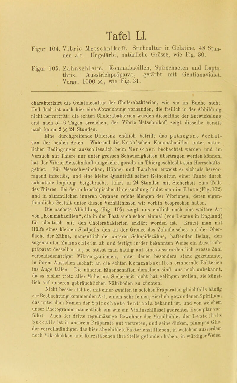 Figur 104. Vibrio Metschnikoff. Stichcultur in Gelatine, 48 Stun- den alt. Ungefärbt, natürliche Grösse, wie Fig. 30. Figur 105. Zahnschleim. Komraabacillen, Spirochaeten und Lepto- thrix. Ausstrichpräparat, gefärbt mit Gentianaviolet. Vergr. 1000 X, 31. charakterisirt die Gelatineoultur der Cholerabakterien, wie sie im Buche steht. Und doch ist auch hier eine Abweichung vorhanden, die freilich in der Abbildung nicht hervortritt: die echten Cholerabakterien würden diese Höhe der Entwickelung erst nach 5—6 Tagen erreichen, der Vibrio Metschnikoff zeigt dieselbe bereits nach kaum 2 X 24 Stunden. Eine durchgreifende Differenz endlich betrifft das pathogene Verhal- ten der beiden Arten. Während die Koch'sehen Kommabacillen unter natür- lichen Bedingungen ausschliesslich beim Menschen beobachtet werden und im Versuch auf Thiere nur unter grossen Schwierigkeiten übertragen werden können, hat der Vibrio Metschnikoff umgekehrt gerade im Thiergeschlecht sein Herrschafts- gebiet. Für Meerschweinchen, Hühner und Tauben erweist er sich'als hervor- ragend infectiös, und eine kleine Quantität seiner Reincultur, einer Taube durch subcutane Impfung beigebracht, führt in 24 Stunden mit Sicherheit zum Tode desThieres. Bei der mikroskopischen Untersuchung findet man im Blute (Fig. 102) und in sämmtlichen inneren Organen reiche Mengen der Vibrionen, deren eigen- thümliche Gestalt unter diesen Verhältnissen wir vorhin besprochen haben. Die nächste Abbildung (Fig. 105) zeigt uns endlich noch eine weitere Art von „Kommabacillen“,die in der That auch schon einmal (von Lewes in England) für identisch mit den Cholerabakterien erklärt worden ist. Kratzt man mit Hülfe eines kleinen Skalpells den an der Grenze des Zahnfleisches auf der Ober- fläche der Zähne, namentlich der unteren Schneidezähne, haftenden Belag, den sogenannten Zahnschleim ab und fertigt in'der bekannten Weise ein Ausstrich- präparat desselben an, so stösst man häufig auf eine ausserordentlich grosse Zahl verschiedenartiger Mikroorganismen, unter denen besonders stark gekrümmte, in ihrem Aussehen lebhaft an die echten Kommabacillen erinnernde Bakterien ins Auge fallen. Die näheren Eigenschaften derselben sind uns noch unbekannt, da es bisher trotz aller Mühe mit Sicherheit nicht hat gelingen wollen, sie künst- lich auf unseren gebräuchlichen Nährböden zu züchten. Nicht besser steht es mit einer zweiten in solchen Präparaten gleichfalls häufig zur Beobachtung kommenden Art, einem sehr feinen, zierlich gewundenen Spirillum, das unter dem Namen der Spirochaete denticola bekannt ist, und von welchem unser Photogramm namentlich ein wie ein Violinschlüssel gedrehtes Exemplar vor- führt. Auch der dritte regelmässige Bewohner der Mundhöhle, der Leptothrix buccalis ist in unserem Präparate gut vertreten, und seine dicken, plumpen Glie- der vervollständigen das hier abgebildete Bakterienstillleben, in welchem ausserdem noch Mikrokokken und Kurzstäbchen ihreStelle gefunden haben, in würdiger Weise.