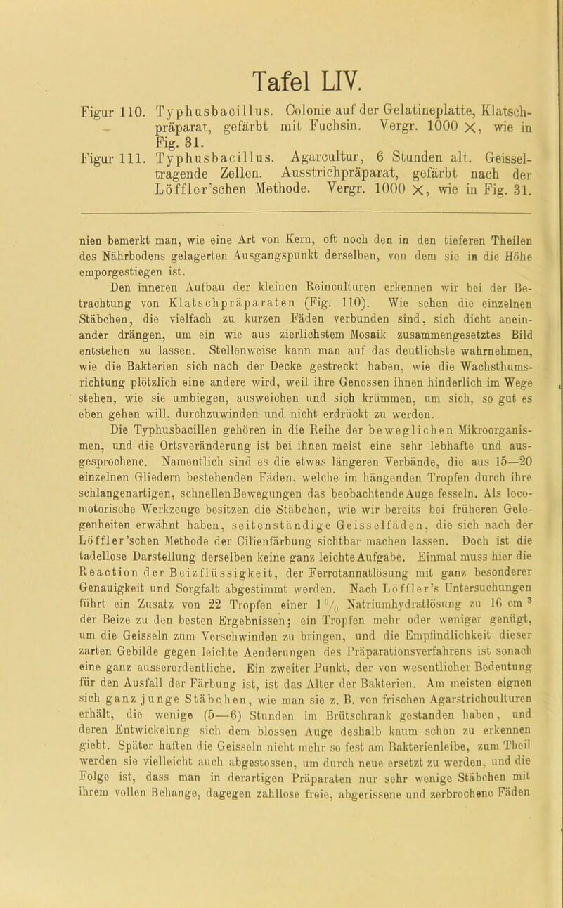 Figur 110. Typhusbacillus. Colonie auf der Gelatineplatte, Klatsch- präparat, gefärbt mit Fuchsin. Vergi-. 1000 X, wie in Fig. 31. Figur 111. Typhusbactllus. Agarcultur, 6 Stunden alt. Geissel- tragende Zellen. Ausstrichpräparat, gefärbt nach der Löffler'sehen Methode. Vergr. 1000 X, wie in Fig. 31. nien bemerkt man, wie eine Art von Kern, oft noch den in den tieferen Theilen des Nährbodens gelagerten Ausgangspunkt derselben, von dem sie in die Höhe emporgestiegen ist. Den inneren Aufbau der kleinen Reinculturen erkennen wir bei der Be- trachtung von Klatschpräparaten (Fig. 110). Wie sehen die einzelnen Stäbchen, die vielfach zu kurzen Fäden verbunden sind, sich dicht anein- ander drängen, um ein wie aus zierlichstem Mosaik zusammengesetztes Bild entstehen zu lassen. Stellenweise kann man auf das deutlichste wahrnehmen, wie die Bakterien sich nach der Decke gestreckt haben, wie die Wachsthums- richtung plötzlich eine andere wird, weil ihre Genossen ihnen hinderlich im Wege stehen, wie sie umbiegen, ausweichen und sich krümmen, um sich, so gut es eben gehen will, durchzuwinden und nicht erdrückt zu werden. Die Typhusbacillen gehören in die Reihe der beweglichen Mikroorganis- men, und die Ortsveränderung ist bei ihnen meist eine sehr lebhafte und aus- gesprochene. Namentlich sind es die etwas längeren Verbände, die aus 15—20 einzelnen Gliedern bestehenden Fäden, welche im hängenden Tropfen durch ihre schlangenartigen, schnellen Bewegungen das beobachtende Auge fesseln. Als loco- motorische Werkzeuge besitzen die Stäbchen, wie wir bereits bei früheren Gele- genheiten erwähnt haben, seitenständige Geisseifäden, die sich nach der Löffler'sehen Methode der Cilienfärbung sichtbar machen lassen. Doch ist die tadellose Darstellung derselben keine ganz leichte Aufgabe. Einmal muss hier die Pieaction derBeizflüssigkeit, der Ferrotannatlösung mit ganz besonderer Genauigkeit und Sorgfalt abgestimmt werden. Nach Löffler’s Untersuchungen führt ein Zusatz von 22 Tropfen einer 1 Natriumhydratlösung zu 16 cm ® der Beize zu den besten Ergebnissen; ein Tropfen mehr oder weniger genügt, um die Geissein zum Verschwinden zu bringen, und die Empfindlichkeit dieser zarten Gebilde gegen leichte Aenderungen des Präparationsverfahrens ist sonach eine ganz ausserordentliche. Ein zweiter Punkt, der von wesentlicher Bedeutung für den Ausfall der Färbung ist, ist das Alter der Bakterien. Am meisten eignen sich ganz junge Stäbchen, wie man sie z. B. von frischen Agarstrichculturen erhält, die wenige (5—6) Stunden im Brütschrank gestanden haben, und deren Entwickelung sich dem blossen Auge deshalb kaum schon zu erkennen giebt. Später haften die Geissoln nicht mehr so fest am Bakterienleibe, zum Theil werden sie vielleicht auch abgestossen, um durch neue ersetzt zu werden, und die Folge ist, dass man in derartigen Präparaten nur sehr wenige Stäbchen mit ihrem vollen Behänge, dagegen zahllose freie, abgerissene und zerbrochene Fäden