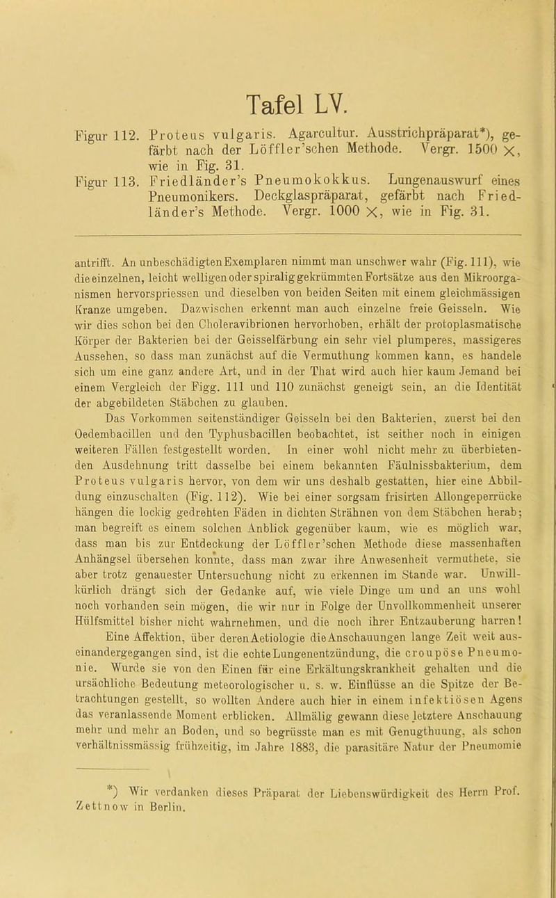 Figur 112. Proteus vulgaris. Agarcultur. Ausstrichpräparat*), ge- färbt nach der Löffler’schen Methode. Vergr. 1500 x, wie in Fig. 31. Figur 113. Friedländer’s Pneumokokkus. Lungenauswurf eines Pneumonikers. Deckgiaspräparat, gefärbt nach Fried- länder’s Methode. Vergr. 1000 X, wie in Fig. 31. antrifft. An unbeschädigten Exemplaren nimmt man unschwer wahr (Fig. 111), wie die einzelnen, leicht welligen oder spiralig gekrümmten Fortsätze aus den Mikroorga- nismen hervorspriessen und dieselben von beiden Seiten mit einem gleichmässigen Kranze umgeben. Dazwischen erkennt man auch einzelne freie Geissein. Wie wir dies schon bei den Choleravibrionen hervorhoben, erhält der protoplasmatische Körper der Bakterien bei der Geisselfärbung ein sehr viel plumperes, massigeres Aussehen, so dass man zunächst auf die Vermuthung kommen kann, es handele sich um eine ganz andere Art, und in der That wird auch hier kaum .Jemand bei einem Vergleich der Figg. 111 und 110 zunächst geneigt sein, an die Identität der abgebildeten Stäbchen zu glauben. Das Vorkommen seitenständiger Geissein bei den Bakterien, zuerst bei den Oedembacillen und den Typhusbacillen beobachtet, ist seither noch in einigen weiteren Fällen festgestellt worden. In einer wohl nicht mehr zu überbieten- den Ausdehnung tritt dasselbe bei einem bekannten Fäulnissbakterium, dem Proteus vulgaris hervor, von dem wir uns deshalb gestatten, hier eine Abbil- dung einzuschalten (Fig. 112). Wie bei einer sorgsam frisirten Allongeperrücke hängen die lockig gedrehten Fäden in dichten Strähnen von dem Stäbchen herab; man begreift es einem solchen Anblick gegenüber kaum, wie es möglich war, dass man bis zur Entdeckung der Löffler’schen Methode diese massenhaften Anhängsel übersehen konnte, dass man zwar ihre Anwesenheit vermuthete, sie aber trotz genauester Untersuchung nicht zu erkennen im Stande war. Unwill- kürlich drängt sich der Gedanke auf, wie viele Dinge um und an uns wohl noch vorhanden sein mögen, die wir nur in Folge der Unvollkommenheit unserer Hülfsmittel bisher nicht wahrnehmen, und die noch ihrer Entzauberung harren! Eine Affektion, über deren Aetiologie die Anschauungen lange Zeit weit aus- einandergegangen sind, ist die echte Lungenentzündung, die croupöse Pneumo- nie. Wurde sie von den Einen für eine Erkältungskrankheit gehalten und die ursächliche Bedeutung meteorologischer u. s. w. Einflüsse an die Spitze der Be- trachtungen gestellt, so wollten Andere auch hier in einem infektiösen Agens das veranlassende Moment erblicken. Allmälig gewann diese letztere Anschauung mehr und mehr an Boden, und so begrüsste man es mit Genugthuung, als schon verhältnissmässig frühzeitig, im .Jahre 1883, die parasitäre Natur der Pneumomie *) Wir verdanken dieses Präparat der Liebenswürdigkeit des Herrn Prof. Zettnow in Berlin.