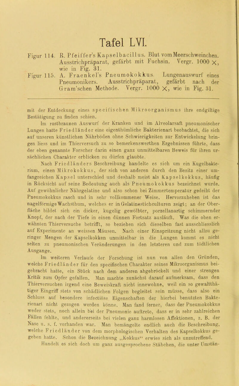 Figur 114. R. Pfeiffer’s Kapselbacillus. Blut vom Meerschweinchen. Ausstrichpräparat, gefärbt mit Fuchsin. Vergr. 1000 X, wie in Fig. 31. Figur 115. A. FraenkeTs Pneumokokkus. Lungenauswurf eines Pneumonikers. Ausstrichpräparat, gefärbt nach der Gram’schen Methode. Vergr. 1000 X, wie in Fig. 31. mit der Entdeckung eines specifiseben Mikroorganismus ihre endgiltige Bestätigung 7ai finden schien. Iin rostbraunen Auswurl' der Kranken und im Alveolarsaft pneumonischer Lungen hatte Friedländer eine eigenthümliche Bakterienart beobachtet, die sich auf unseren künstlichen Nährböden ohne Schwierigkeiten zur Entwickelung brin- gen liess und im Thierversuch zu so bemerkenswerthen Ergebnissen führte, dass der eben genannte Forscher darin einen ganz unmittelbaren Beweis für ihren ur- sächlichen Charakter erblicken zu dürfen glaubte. Nach Friedländers Beschreibung handelte es sich um ein Kugelbakte- rium, einen Mikrokokkus, der sich von anderen durch den Besitz einer um- fangreichen Kapsel unterschied und deshalb meist als Kapselkokkus, häufig in Rücksicht auf seine Bedeutung auch als Pneumokokkus bezeichnet wurde. Auf gewöhnlicher Nährgelatine und also schon bei Zimmertemperatur gedeiht der Pneumokokkus rasch und in sehr vollkommener Weise. Hervorzuheben ist das nagelförmige Wachsthum, welches er inGelatinestichculturen zeigt; an der Ober- fläche bildet sich ein dicker, kugelig gewölbter, porzellanartig schimmernder Knopf, der nach der Tiefe in einen dünnen Fortsatz ausläuft. Was die oben er- wähnten Thierversuche betrifft, so beziehen sich dieselben fast ausschliesslich auf Experimente an weissen Mäusen. Nach einer Einspritzung nicht allzu ge- ringer Mengen der Kapselkokken unmittelbar in die Lungen kommt es nicht selten zu pneumonischen Veränderungen in den letzteren und zum tödtlichen Ausgange. Im weiteren Verlaufe der Forschung ist nun von allen den Gründen, welche Friedländer für den specifischen Charakter seines Mikroorganismus bei- gebracht hatte, ein Stück nach dem anderen abgebröckelt und einer strengen Kritik zum Opfer gefallen. Man machte zunächst darauf aufmerksam, dass den Thierversuchen irgend eine Beweiskraft nicht innewohne, weil ein so gewaltthä- tiger Eingriff stets von schädlichen Folgen begleitet sein müsse, dass also ein Schluss auf besondere infectiöse Eigenschaften der hierbei benutzten Baktc- rienart nicht gezogen werden könne. Man fand ferner, dass der Pneumokokkus weder stets, noch allein bei der Pneumonie auftrete, dass er in sehr zahlreichen Fällen lehlte, und andererseits bei vielen ganz harmlosen Affoktionen, z. B. der Nase u. s. f. vorhanden war. Man bemängelte endlich auch die Beschreibung, welche Fricdländer von dom morphologischen Verhalten des Kapselkokkus ge- geben hatte. Schon die Bezeichnung „Kokkus“ erwies sich als unzutreffend. Handelt es sich doch um ganz ausgesprochene Stäbchen, die unter üm.stän-