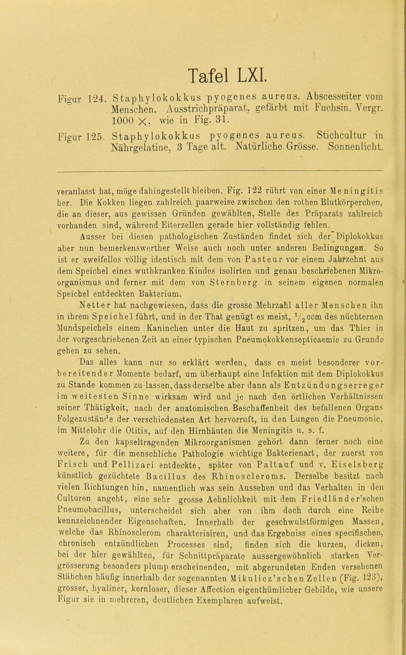 Figur 124. Staphylokokkus pyogenes aureus. Abscesseiter vom Menschen. Ausstrichpräparat, gefärbt mit Fuchsin. Vergr. 1000 X, wie in Fig. 31. Figur 125. Staphylokokkus pyogenes aureus. Stichcultur in Nährgelatine, 3 Tage alt. Natürliche Grösse. Sonnenlicht. veranlasst hat, möge dahingestellt bleiben. Fig. 122 rührt von einer Meningitis her. Die Kokken liegen zahlreich paarweise zwischen den rothen Blutkörperchen, die an dieser, aus gewissen Gründen gewählten, Stelle des Präparats zahlreich vorhanden sind, während Eiterzellen gerade hier vollständig fehlen. Ausser bei diesen pathologischen Zuständen findet sich der Diplokokkus aber nun bemerkenswerther Weise auch noch unter anderen Bedingungen. So ist er zweifellos völlig identisch mit dem von Pasteur vor einem Jahrzehnt aus dem Speichel eines wuthkranken Kindes isolirten und genau beschriebenen Mikro- organismus und ferner mit dem von Sternberg in seinem eigenen normalen Speichel entdeckten Bakterium. Netter hat nachgewiesen, dass die grosse Mehrzahl aller Menschen ihn in ihrem Speichel führt, und in der That genügt es meist, *1®® nüchternen Mundspeichels einem Kaninchen unter die Haut zu spritzen, um das Thier in der vorgeschriebenen Zeit an einer typischen Pneumokokkensepticaemie zu Grnndo gehen zu sehen. Das alles kann nur so erklärt werden, dass es meist besonderer vor- bereitender Momente bedarf, um überhaupt eine Infektion mit dem Diplokokkus zu Stande kommen zu lassen, dass derselbe aber dann als Entzündungserregor im weitesten Sinne wirksam wird und je nach den örtlichen Verhältnissen seiner Thätigkeit, nach der anatomischen Beschaffenheit des befallenen Organs Folgezustände der verschiedensten Art hervorruft, in den Lungen die Pneumonie, im Mittelohr die Otitis, auf den Hirnhäuten die Meningitis u. s. f. Zu den kapseltragenden Mikroorganismen gehört dann ferner noch eine weitere, für die menschliche Pathologie wichtige Bakterienart, der zuerst von Frisch und Pellizari entdeckte, später von Paltauf und v. Eiseisberg künstlich gezüchtete Bacillus des Rhinoscleroms. Derselbe besitzt nach vielen Richtungen hin, namentlich was sein Aussehen und das Verhalten in den Culturen angeht, eine sehr grosse Aehnlichkeit mit dem Friedländer’schen Pneumobacillus, unterscheidet sich aber von ihm doch durch eine Reihe kennzeichnender Eigenschaften. Innerhalb der geschwulstförmigen Massen, welche das Rhinosclerom charakterislren, und das Ergebuiss eines specifischen, chronisch entzündlichen Processes sind, finden sich die kurzen, dicken, bei der hier gewählten, für Schniltpräparate aussergewöhnlich starken Ver- grösserung besonders plump erscheinenden, mit abgerundeten Enden versehenen Stäbchen häufig innerhalb der sogenannten M ikulicz’schen Zellen (Fig. I23), grosser, hyaliner, kernloser, dieser Affection eigenthümlicher Gebilde, wie unsere Figur sie in mehreren, deutlichen Exemplaren aufweist.
