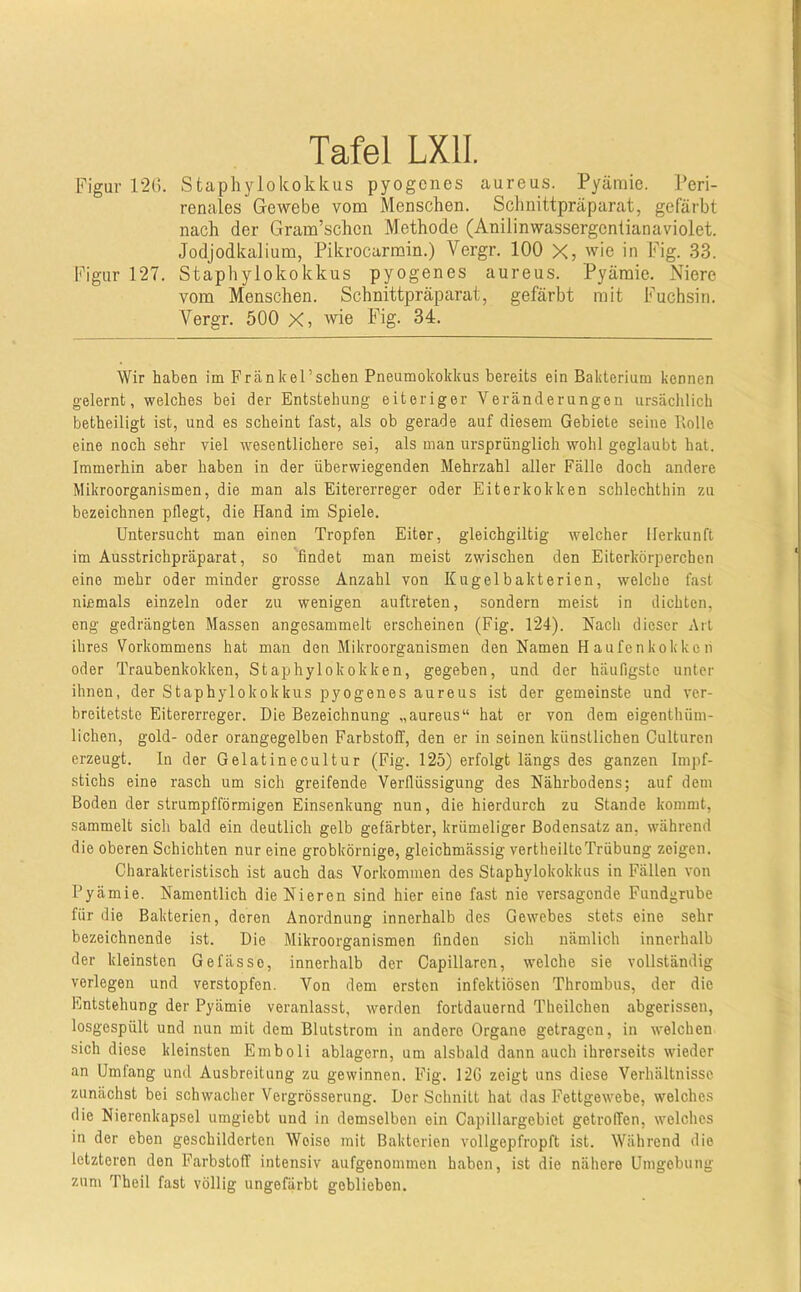 Figur 12(1. Staphylokokkus pyogenes aureus. Pyämie. Peri- renales (Tewebe vom Menschen. Schnittpräparat, gefärbt nach der Gram’schcn Methode (Anilinwassergentianaviolet. Jodjodkalium, Pikrocarmin.) Vergr. 100 X, wie in Fig. ,33. Figur 127. Stapliylokokkus pyogenes aureus. Pyämie. Niere vom Menschen. Schnittpräparat, gefärbt mit Fuchsin. Vergr. 500 X» wie Fig. 34. Wir haben im Frankel'sehen Pneumokokkus bereits ein Bakterium kennen gelernt, welches bei der Entstehung eiteriger Veränderungen ursäclilich betheiligt ist, und es scheint fast, als ob gerade auf diesem Gebiete seine Bolle eine noch sehr viel wesentlichere sei, als man ursprünglich wohl geglaubt hat. Immerhin aber haben in der überwiegenden Mehrzahl aller Fälle doch andere Mikroorganismen, die man als Eitererreger oder Eiterkokken schlechthin zu bezeichnen pflegt, die Hand im Spiele. Untersucht man einen Tropfen Eiter, gleichgiltig welcher Herkunft im Ausstrichpräparat, so findet man meist zwischen den Eiterkörperchen eine mehr oder minder grosse Anzahl von Kugelbakterien, welche fast niemals einzeln oder zu wenigen auftreten, sondern meist in dichten, eng gedrängten Massen angesammelt erscheinen (Fig. 124). Nach dieser Art ihres Vorkommens hat man den Mikroorganismen den Namen Haufen kok ken oder Traubenkokken, Staphylokokken, gegeben, und der häufigste unter ihnen, der Staphylokokkus pyogenes aureus ist der gemeinste und ver- breitetste Eitererreger. Die Bezeichnung „aureus“ hat er von dem eigenthiim- lichen, gold- oder orangegelben Farbstoff, den er in seinen künstlichen Culturen erzeugt, ln der Gelatinecultur (Fig. 125) erfolgt längs des ganzen Impf- stichs eine rasch um sich greifende Verflüssigung des Nährbodens; auf dem Boden der strumpfförmigen Einsenkung nun, die hierdurch zu Stande kommt, sammelt sich bald ein deutlich gelb gefärbter, krümeliger Bodensatz an, während die oberen Schichten nur eine grobkörnige, gleichmässig vertheilteTrübung zeigen. Charakteristisch ist auch das Vorkommen des Staphylokokkus in Fällen von Pyämie. Namentlich die Nieren sind hier eine fast nie versagende Fundgrube für die Bakterien, deren Anordnung innerhalb des Gewebes stets eine sehr bezeichnende ist. Die Mikroorganismen finden sich nämlich innerhalb der kleinsten Gefässe, innerhalb der Capillaren, welche sie vollständig verlegen und verstopfen. Von dem ersten infektiösen Thrombus, der die Entstehung der Pyämie veranlasst, werden fortdauernd Theilchen abgerissen, losgespült und nun mit dem Blutstrom in andere Organe getragen, in welchen sich diese kleinsten Emboli ablagern, um alsbald dann auch ihrerseits wieder an Umfang und Ausbreitung zu gewinnen. Fig. 12C zeigt uns diese Verhältnisse zunächst bei schwacher Vergrösserung. Der Schnitt hat dris Fettgewebe, welches die Nierenkapsel umgiebt und in demselben ein Capillargebiet getroffen, welches in der eben geschilderten Weise mit Bakterien vollgepfropft ist. Während die letzteren den Farbstoff intensiv aufgenommen htaben, ist die nähere Umgebung zum Theil fast völlig ungefärbt geblieben.