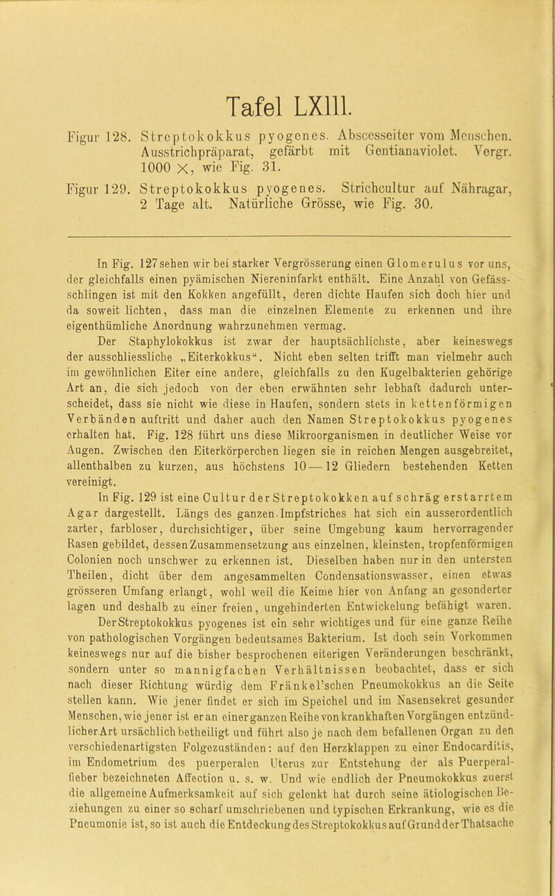 Figur 128. Streptokokkus pyogenes. Abscesseiter vom Menschen. Ausstrichpräparat, gefärbt mit Gentianaviolet. Vorgr. 1000 X, wie Fig. 31. Figur 129. Streptokokkus pyogenes. Strichcultur auf Nähragar, 2 Tage alt. Natürliche Grösse, wie Fig. 30. In Fig. 127sehen wir bei starker Vergrösserung einen Glomerulus vor uns, der gleichfalls einen pyämischen Niereninfarkt enthält. Eine Anzahl von Gefäss- schlingen ist mit den Kokken angefüllt, deren dichte Haufen sich doch hier und da soweit lichten, dass man die einzelnen Elemente zu erkennen und ihre eigenthümliche Anordnung wahrzunehmen vermag. Der Staphylokokkus ist zwar der hauptsächlichste, aber keineswegs der ausschliessliche „Eiterkokkus“. Nicht eben selten trifft man vielmehr auch im gewöhnlichen Eiter eine andere, gleichfalls zu den Kugelbakterien gehörige Art an, die sich jedoch von der eben erwähnten sehr lebhaft dadurch unter- scheidet, dass sie nicht wie diese in Haufen, sondern stets in kettenförmigen Verbänden auftritt und daher auch den Namen Streptokokkus pyogenes erhalten hat. Fig. 128 führt uns diese Mikroorganismen in deutlicher Weise vor Augen. Zwischen den Eiterkörperchen liegen sie in reichen Mengen ausgebreitet, allenthalben zu kurzen, aus höchstens 10—12 Gliedern bestehenden Ketten vereinigt. ln Fig. 129 ist eine Cultur der Streptokokken auf schräg erstarrtem Agar dargestellt. Längs des ganzen-Impfstriches hat sich ein ausserordentlich zarter, farbloser, durchsichtiger, über seine Umgebung kaum hervorragender Rasen gebildet, dessen Zusammensetzung aus einzelnen, kleinsten, tropfenförmigen Colonien noch unschwer zu erkennen ist. Dieselben haben nur in den untersten Theilen, dicht über dem angesammelten Condensationswasser, einen etwas grösseren Umfang erlangt, wohl weil die Keime hier von Anfang an gesonderter lagen und deshalb zu einer freien, ungehinderten Entwickelung befähigt waren. Der Streptokokkus pyogenes ist oin sehr wichtiges und für eine ganze Reihe von pathologischen Vorgängen bedeutsames Bakterium. Ist doch sein Vorkommen keineswegs nur auf die bisher besprochenen eiterigen Veränderungen beschränkt, sondern unter so mannigfachen Verhältnissen beobachtet, dass er sich nach dieser Richtung würdig dem Fränkel’schen Pneumokokkus an die Seite stellen kann. Wie jener findet er sich im Speichel und im Nasensekret gesunder Menschen, wie jener ist eran einerganzen Reihe von krankhaften Vorgängen entzünd- licher Art ursächlich betheiligt und führt also je nach dem befallenen Organ zu den verschiedenartigsten Folgozuständen: auf den Herzklappen zu einer Endocarditis, im Endometrium des puerperalen Uterus zur Entstehung der als Puerperal- fieber bezeichneten Affection u. s. w. Und wie endlich der Pneumokokkus zuerst die allgemeine Aufmerksamkeit auf sich gelenkt hat durch seine ätiologischen Be- ziehungen zu einer so scharf umschriebenen und typischen Erkrankung, wie es die Pneumonie ist,so ist auch die EntdeckungdesStreptokokkusaufGrundderThatsache