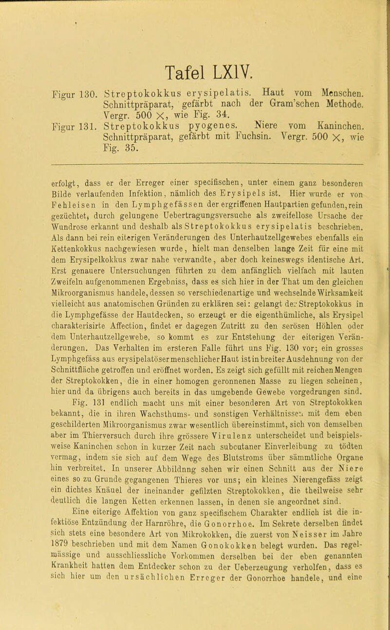 Figur 130. Streptokokkus erysipelatis. Haut vom Menschen. Schnittpräparat, gefärbt nach der Gram’schen Methode. Vergr. 500 X, wie Fig. 34. Figur 131. Streptokokkus pyogenes. Niere vom Kaninchen. Schnittpräparat, gefärbt mit Fuchsin. Vergr. 500 X, wie Fig. 35. erfolgt, dass er der Erreger einer specifischen, unter einem ganz besonderen Bilde verlaufenden Infektion, nämlich des Erysipels ist. Hier wurde er von Fehleisen in den Lymphgefässen der ergriffenen Hautpartien gefunden,rein gezüchtet^ durch gelungene Uebertragungsversuche als zweifellose Ursache der Wundrose erkannt und deshalb als Streptokokkus erysipelatis beschrieben. Als dann bei rein eiterigen Veränderungen des ünterhautzellgewebes ebenfalls ein Kettenkokkus nachgewiesen wurde, hielt man denselben lange Zeit für eine mit dem Erysipelkokkus zwar nahe verwandte, aber doch keineswegs identische Art. Erst genauere Untersuchungen führten zu dem anfänglich vielfach mit lauten Zweifeln aufgenommenen Ergebniss, dass es sich hier in der That um den gleichen Mikroorganismus handele, dessen so verschiedenartige und wechselnde Wirksamkeit vielleicht aus anatomischen Gründen zu erklären sei: gelangt der Streptokokkus in die Lymphgefässe der Hautdecken, so erzeugt er die eigenthümliche, als Erysipel charakterisirte Affection, findet er dagegen Zutritt zu den serösen Höhlen oder dem Unterhautzellgewebe, so kommt es zur Entstehung der eiterigen Verän- derungen. Das Verhalten im ersteren Falle führt uns Fig. 130 vor; ein grosses Lymphgefäss aus erysipelatöser menschlicher Haut ist in breiter Ausdehnung von der Schnittfläche getroffen und eröffnet worden. Es zeigt sich gefüllt mit reichen Mengen der Streptokokken, die in einer homogen geronnenen Masse zu liegen scheinen, hier und da übrigens auch bereits in das umgebende Gewebe vorgedrungen sind. Fig. 131 endlich macht uns mit einer besonderen Art von Streptokokken bekannt, die in ihren Wachsthums- und sonstigen Verhältnissen mit dem eben geschilderten Mikroorganismus zwar wesentlich übereinstimmt, sich von demselben aber im Thierversuch durch ihre grössere Virulenz unterscheidet und beispiels- weise Kaninchen schon in kurzer Zeit nach subcutaner Einverleibung zu tödten vermag, indem sie sich auf dem Wege des Blutstroms über sämmtliche Organe hin verbreitet. In unserer Abbildnne: sehen wir einen Schnitt aus der Niere eines so zu Grunde gegangenen Thieres vor uns; ein kleines Nierengefäss zeigt ein dichtes Knäuel der ineinander gefilzten Streptokokken, die theilweise sehr deutlich die langen Ketten erkennen lassen, in denen sie angeordnet sind. Eine eiterige Affektion von ganz specifischem Charakter endlich ist die in- fektiöse Entzündung der Harnröhre, die Gonorrhoe. Im Sekrete derselben findet sich stets eine besondere Art von Mikrokokken, die zuerst von Neisser im .lahre 1879 beschrieben und mit dem Namen Gonokokken belegt wurden. Das regel- mässige und ausschliessliche Vorkommen derselben bei der eben genannten Krankheit hatten dem Entdecker schon zu der Ueberzeugung verhelfen, dass es sich hier um den ursächlichen Erreger der Gonorrhoe handele, und eine