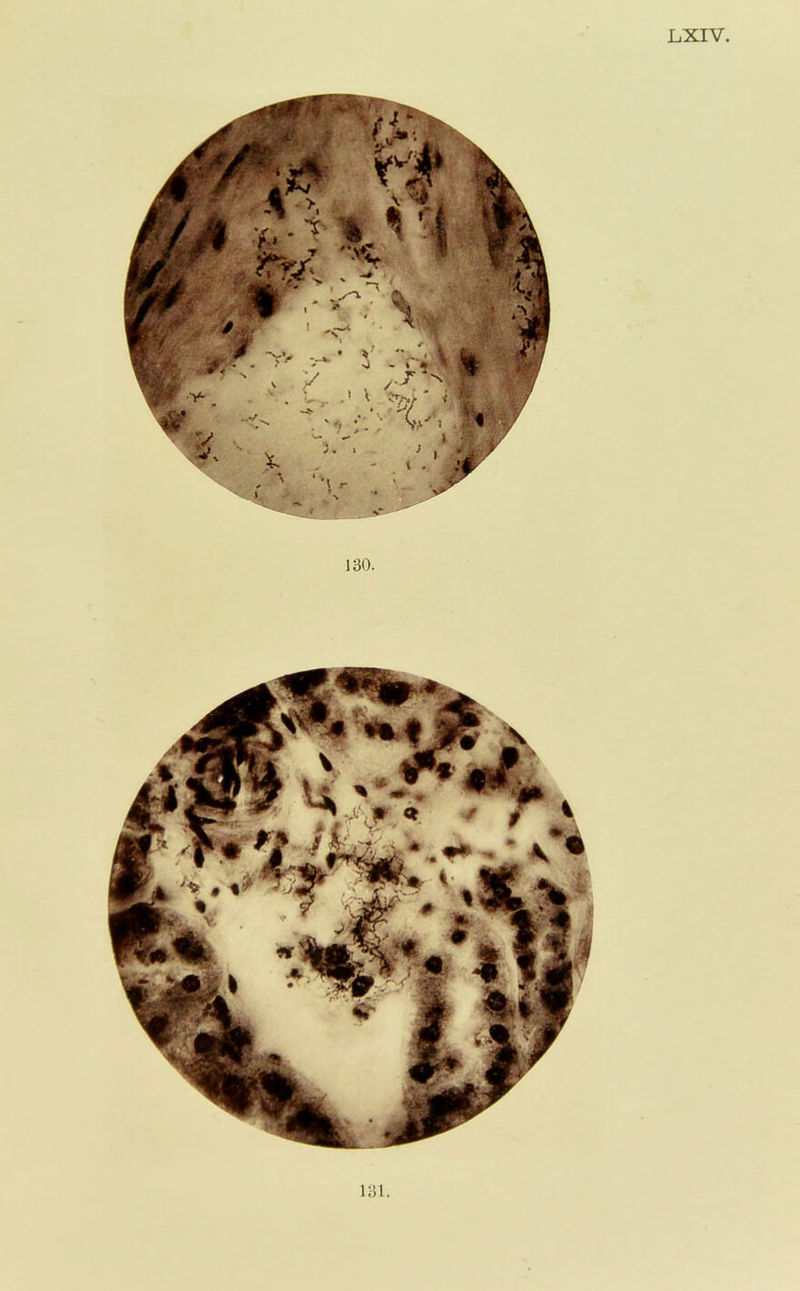 LXIV. 130. 131.