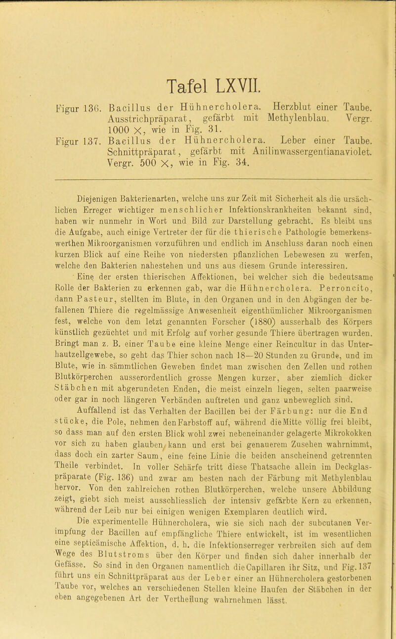Figur 13G. Bacillus der Hühnercholera. Herzblut einer Taube. Ausstrichpräparat, gefärbt mit Methylenblau. Vergr. 1000 X, wie in Fig. 31. Figur 137. Bacillus der Hühnercholera. Leber einer Taube. Schnittpräparat, gefärbt mit Anilinwassergentianaviolet. Vergr. 500 X, wie in Fig. 34. Diejenigen Bakterienarten, welche uns zur Zeit mit Sicherheit als die ursäch- lichen Erreger wichtiger menschlicher Infektionskrankheiten bekannt sind, haben wir nunmehr in Wort und Bild zur Darstellung gebracht. Es bleibt uns die Aufgabe, auch einige Vertreter der für die thierische Pathologie bemerkens- werthen Mikroorganismen vorzuführen und endlich im Anschluss daran noch einen kurzen Blick auf eine Beihe von niedersten pflanzlichen Lebewesen zu werfen, welche den Bakterien nahestehen und uns aus diesem Grunde interessiren. Eine der ersten thierischen Affektionen, bei welcher sich die bedeutsame Rolle der Bakterien zu erkennen gab, war die Hühnercholera. Perroncito, dann Pasteur, stellten im Blute, in den Organen und in den Abgängen der be- fallenen Thiere die regelmässige Anwesenheit eigenthümlicher Mikroorganismen fest, welche von dem letzt genannten Forscher (1880) ausserhalb des Körpers künstlich gezüchtet und mit Erfolg auf vorher gesunde Thiere übertragen wurden. Bringt man z. B. einer Taube eine kleine Menge einer Reincultur in das ünter- hautzellgewebe, so geht das Thier schon nach 18—20 Stunden zu Grunde, und im Blute, wie in- sämmtlichen Geweben findet man zwischen den Zellen und rothen Blutkörperchen ausserordentlich grosse Mengen kurzer, aber ziemlich dicker Stäbchen mit abgerundeten Enden, die meist einzeln liegen, selten paarweise oder gar in noch längeren Verbänden auftreten und ganz unbeweglich sind. Auffallend ist das Verhalten der Bacillen bei der Färbung: nur die End stücke, die Pole, nehmen den Farbstoff auf, während die Mitte völlig frei bleibt, so dass man auf den ersten Blick wohl zwei nebeneinander gelagerte Mikrokokken vor sich zu haben glauben^kann und erst bei genauerem Zusehen wahrnimmt, dass doch ein zarter Saum, eine feine Linie die beiden anscheinend getrennten Theile verbindet. In voller Schärfe tritt diese Thatsache allein im Deckglas- präparate (Fig. 136) und zwar am besten nach der Färbung mit Methylenblau hervor. Von den zahlreichen rothen Blutkörperchen, welche unsere Abbildung zeigt, giebt sich meist ausschliesslich der intensiv gefärbte Kern zu erkennen, während der Leib nur bei einigen wenigen Exemplaren deutlich wird. Die experimentelle Hühnercholera, wie sie sich nach der subcutanen Ver- impfung der Bacillen auf empfängliche Thiere entwickelt, ist im wesentlichen eine septicämische Affektion, d. h. die Infektionserreger verbreiten sich auf dem Wege des Blutstroms über den Körper und finden sich daher innerhalb der Gefässe. So sind in den Organen namentlich dieCapillaren ihr Sitz, und Fig. 137 führt uns ein Schnittpräparat aus der Leber einer an Hühnercholera gestorbenen laube vor, welches an verschiedenen Stellen kleine Haufen der Stäbchen in der eben angegebenen Art der Vertheilung wahrnehmen lässt.