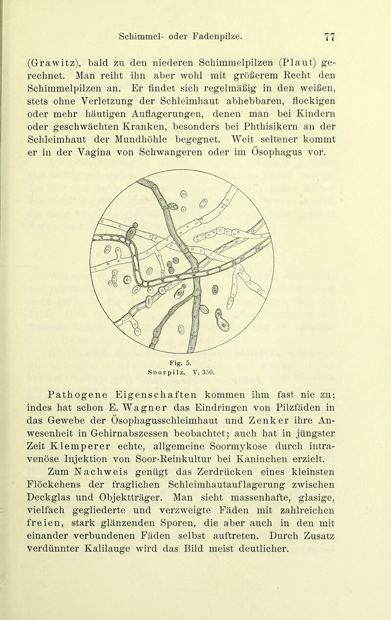 (Grawitz), bald zu den niederen Schimmelpilzen (Plaut) ge- rechnet. Man reiht ihn aber wohl mit größerem Recht den Schimmelpilzen an. Er findet sich regelmäßig in den weißen, stets ohne Verletzung der Schleimhaut abhebbaren, flockigen oder mehr häutigen Auflagerungen, denen man bei Kindern oder geschwächten Kranken, besonders bei Phthisikern an der Schleimhaut der Mundhöhle begegnet. Weit seltener kommt er in der Vagina von Schwangeren oder im Ösophagus vor. Fig. 5. Soorpilz. V. 350. Pathogene Eigenschaften kommen ihm fast nie zu; indes hat schon E. Wagner das Eindringen von Pilzfäden in das Gewebe der Ösophagusschleimhaut und Zenker ihre An- wesenheit in Gehirnabszessen beobachtet; auch hat in jüngster Zeit Klemperer echte, allgemeine Soormykose durch intra- venöse Injektion von Soor-Reinkultur bei Kaninchen erzielt. Zum Nachweis genügt das Zerdrücken eines kleinsten Flöckchens der fraglichen Schleimhautauflagerung zwischen Deckglas und Objektträger. Man sieht massenhafte, glasige, vielfach gegliederte und verzweigte Fäden mit zahlreichen freien, stark glänzenden Sporen, die aber auch in den mit einander verbundenen Fäden selbst auftreten. Durch Zusatz verdünnter Kalilauge wird das Bild meist deutlicher.