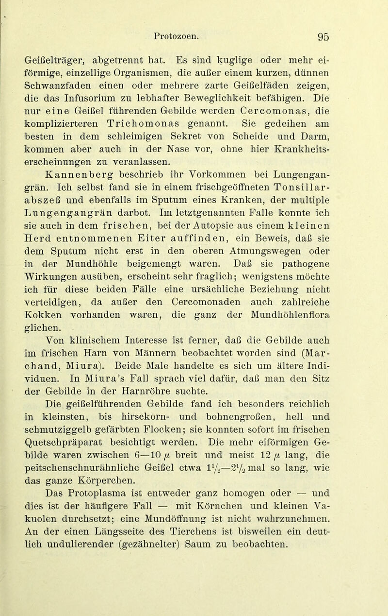 Geißelträger, abgetrennt hat. Es sind kuglige oder mehr ei- förmige, einzellige Organismen, die außer einem kurzen, dünnen Schwanzfaden einen oder mehrere zarte Geißelfäden zeigen, die das Infusorium zu lebhafter Beweglichkeit befähigen. Die nur eine Geißel führenden Gebilde werden Cercomonas, die komplizierteren Trichomonas genannt. Sie gedeihen am besten in dem schleimigen Sekret von Scheide und Darm, kommen aber auch in der Nase vor, ohne hier Krankheits- erscheinungen zu veranlassen. Kannenberg beschrieb ihr Vorkommen bei Lungengan- grän. Ich selbst fand sie in einem frischgeöffneten Tonsillar- abszeß und ebenfalls im Sputum eines Kranken, der multiple Lungengangrän darbot. Im letztgenannten Falle konnte ich sie auch in dem frischen, bei der Autopsie aus einem kleinen Herd entnommenen Eiter auffinden, ein Beweis, daß sie dem Sputum nicht erst in den oberen Atmungswegen oder in der Mundhöhle beigemengt waren. Daß sie pathogene Wirkungen ausüben, erscheint sehr fraglich; wenigstens möchte ich für diese beiden Fälle eine ursächliche Beziehung nicht verteidigen, da außer den Cercomonaden auch zahlreiche Kokken vorhanden waren, die ganz der Mundhöhlenflora glichen. Von klinischem Interesse ist ferner, daß die Gebilde auch im frischen Harn von Männern beobachtet worden sind (Mar- chand, Miura). Beide Male handelte es sich um ältere Indi- viduen. In Miura’s Fall sprach viel dafür, daß man den Sitz der Gebilde in der Harnröhre suchte. Die geißelführenden Gebilde fand ich besonders reichlich in kleinsten, bis hirsekorn- und bohnengroßen, hell und schmutziggelb gefärbten Flocken; sie konnten sofort im frischen Quetschpräparat besichtigt werden. Die mehr eiförmigen Ge- bilde waren zwischen 6—10 /i breit und meist 12 /x lang, die peitschenschnurähnliche Geißel etwa l1/2—mal so lang, wie das ganze Körperchen. Das Protoplasma ist entweder ganz homogen oder — und dies ist der häufigere Fall — mit Körnchen und kleinen Va- kuolen durchsetzt; eine Mundöffnung ist nicht wahrzunehmen. An der einen Längsseite des Tierchens ist bisweilen ein deut- lich undulierender (gezähnelter) Saum zu beobachten.