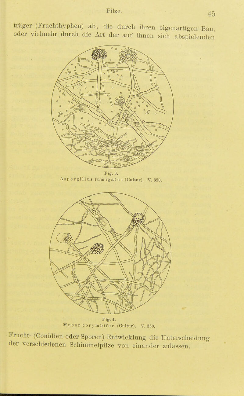 45 träger (Fruchtliyphen) ab, die durch ihren eigcnartig-en Bau, oder vielmehr durch die Art der auf ihnen sich abspielenden' Fig. i. Mucor corymbifer (Cultur). V. 350. Frucht- (Conidien oder Sporen) Entwicklung die Unterscheidung der verschiedenen Schimmelpilze von einander zulassen.