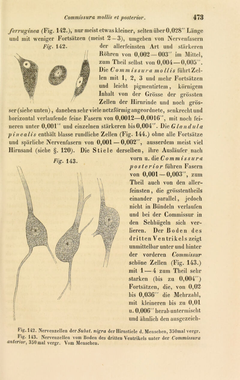 ferruginea (Fig. 142.), nur meist etwas kleiner, selten über 0,028' Länge und mit weniger Fortsätzen (meist 2 — 3), umgeben von Nervenfasern Fig. 142. der allerfeinsten Art und stärkeren Röhren von 0,002 — 003 im Mittel, zum Theil selbst von 0,004 — 0,005'. Die C o m m is s u r a moll is führt Zei- len mit 1, 2, 3 und mehr Fortsätzen und leicht pigmentirtem, körnigem Inhalt von der Grösse der grössten Zellen der Hirnrinde und noch grös- ser (siehe unten), daneben sehr viele netzförmigangeordnete, senkrecht und horizontal verlaufende feine Fasern von 0,0012—0,0016', mit noch fei- neren unter 0,001' und einzelnen stärkeren bis0,004. Die Glandula pinealis enthält blasse rundliche Zellen (Fig. 144.) ohne alle Fortsätze und spärliche Nervenfasern von 0,001 — 0,002 ', ausserdem meist viel Hirnsand (siehe §. 120). Die Stiele derselben, ihre Ausläufer nach vorn u. die Co m m iss u r a Fig. 143. posterior fuhren Fasern von 0,001 — 0,003, zum Theil auch von den aller- feinsten , die grösstentheils einander parallel, jedoch nicht in Bündeln verlaufen und bei der Commissur in den Sehhügeln sich ver- lieren. Der Boden des dritten Ventrikels zeigt unmittelbar unter und hinter der vorderen Commissur schöne Zellen (Fig. 143.) mit 1 — 4 zum Theil sehr starken (bis zu 0,004) Fortsätzen, die, von 0,02 bis 0,036  die Mehrzahl, mit kleineren bis zu 0,01 u. 0,006 herab untermischt und ähnlich den ausgezeich- tig. 142. Nervenzellen der Subst. nigra der Hirnstiele d. Menschen, 350mal vergr. tig. 143. Nervenzellen vom Boden des dritten Ventrikels unter der Commissura anterior, 350mal vergr. Vom Menschen.