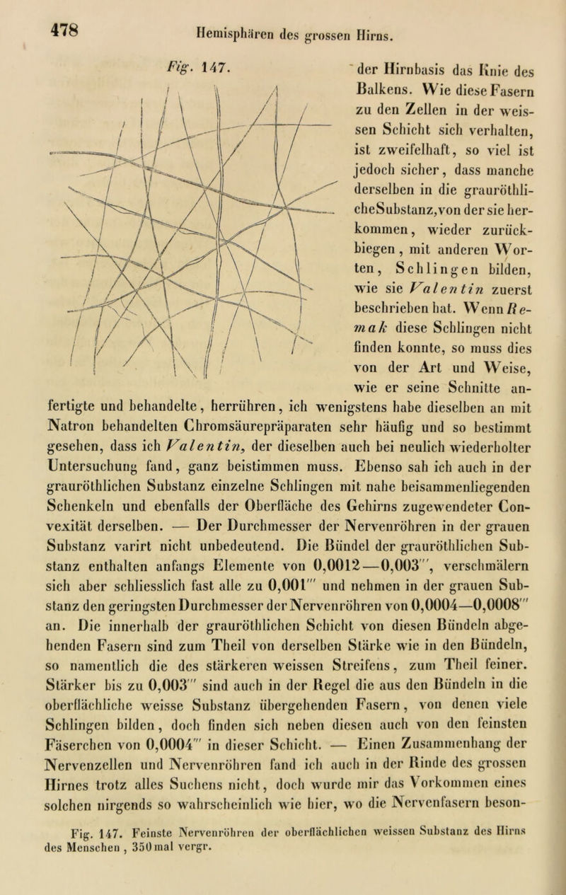 Ftg. 147. der Hirnbasis das Knie des Balkens. Wie diese Fasern zu den Zellen in der weis- sen Schicht sich verhalten, ist zweifelhaft, so viel ist jedoch sicher, dass manche derselben in die grauröthli- cheSubstanz,von der sie her- kommen, wieder zuriick- biegen , mit anderen Wor- ten, Schlingen bilden, wie sie Valentin zuerst beschrieben hat. Wenn R e- mak diese Schlingen nicht finden konnte, so muss dies von der Art und Weise, wie er seine Schnitte an- lertigte und behandelte, herriihren, ich wenigstens habe dieselben an mit Natron behandelten Chromsäurepräparaten sehr häufig und so bestimmt gesehen, dass ich Valentin, der dieselben auch bei neulich wiederholter Untersuchung fand, ganz beistimmen muss. Ebenso sah ich auch in der grauröthlichen Substanz einzelne Schlingen mit nahe beisammenliegenden Schenkeln und ebenfalls der Oberfläche des Gehirns zugewendeter Con- vexität derselben. — Der Durchmesser der Nervenröhren in der grauen Substanz varirt nicht unbedeutend. Die Bündel der grauröthlichen Sub- stanz enthalten anfangs Elemente von 0,0012—0,003 , verschmälern sich aber schliesslich fast alle zu 0,001' und nehmen in der grauen Sub- stanz den geringsten Durchmesser der Nervenröhren von 0,0004—0,0008  an. Die innerhalb der grauröthlichen Schicht von diesen Bündeln abge- henden Fasern sind zum Theil von derselben Stärke wie in den Bündeln, so namentlich die des stärkeren weissen Streifens, zum Theil feiner. Stärker bis zu 0,003 sind auch in der Hegel die aus den Bündeln in die oberflächliche weisse Substanz übergehenden Fasern, von denen viele Schlingen bilden, doch finden sich neben diesen auch von den feinsten Fäserchen von 0,0004 in dieser Schicht. — Einen Zusammenhang der Nervenzellen und Nervenröhren fand ich auch in der Binde des grossen Hirnes trotz alles Suchens nicht, doch wurde mir das Vorkommen eines solchen nirgends so wahrscheinlich wie hier, wo die Nervenfasern beson- Fig. 147. Feinste Nervenrohren der oberflächlichen weissen Substanz des Hirns des Menschen , 350 mal vergr.