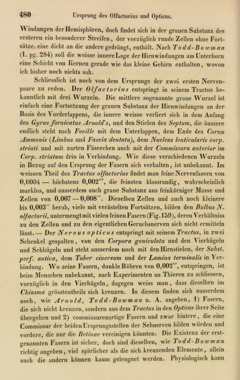 Ursprung des Olfactorius und Opticus. \\ indungen der Hemisphären, doch findet sich in der grauen Substanz des ersteren ein besonderer Streifen, der vorzüglich runde Zellen ohne Fort- sätze,eine dicht an die andere gedrängt, enthält. Nach Todd-Bo wmnn (I. pg. 284) soll die weisse innere Lage der Hirnwindungen am Unterhorn eine Schicht von Kernen gerade wie das kleine Gehirn enthalten, wovon ich bisher noch nichts sah. Schliesslich ist noch von dem Ursprünge der zwei ersten Nerven- paare zu reden. Der Olfactorius entspringt in seinem Tractus be- kanntlich mit drei Wurzeln. Die mittlere sogenannte graue Wurzel ist einfach eine Fortsetzung der grauen Substanz der Hirnwindungen an der Basis des Vorderlappens, die innere weisse verliert sich in dem Anfang des Gyrus fornicatus Arnold? s, und den Stielen des Septum, die äussere endlich steht nach Foville mit dem Unterlappen, dem Ende des Cornu Ammonis (Limbas und Fascia dentata), dem Nucleus lenticularis corp. striati und mit zarten Fäserchen auch mit der Commissura anterior im Corp. striatum drin in Verbindung. Wie diese verschiedenen Wurzeln in Bezug auf den Ursprung der Fasern sich verhalten, ist unbekannt. Im weissen Theil des Tractus olfactorius findet man feine Nervenfasern von 0,0004— höchstens 0,002//, die feinsten blassrandig, wahrscheinlich marklos, und ausserdem auch graue Substanz aus feinkörniger Masse und Zellen von 0,007 — 0,008'. Dieselben Zellen und auch noch kleinere bis 0,003  herab, viele mit verästelten Fortsätzen, bilden den Bulbus N. oljactorii, untermengt mit vielen feinen Fasern (Fig. 159), deren Verbältniss zu den Zellen und zu den eigentlichen Geruchsnerven sich nicht ermitteln lässt.— Der Nervus opticus entspringt mit seinem Tractus, in zwei Schenkel gespalten, von den Corpora geniculata und den Vierhügeln und Sehhügeln und steht ausserdem noch mit den Hirnstielen, der Subst. perf. antica, dem Tuber cinereum und der Lamina terminalis in Ver- bindung. Wo seine Fasern, dunkle Röhren von 0,002', entspringen, ist beim Menschen unbekannt, nach Experimenten an Thieren zu schliessen, vorzüglich in den Vierhügeln, dagegen weiss man, dass dieselben im Chiasrna grösstentheils sich kreuzen. In diesem finden sich ausserdem noch, wie Arnold, To dd-Bowm an u. A. angeben, 1) Fasern, die sich nicht kreuzen, sondern aus dem Tractus in den Opticus ihrer Seife übergehen und 2) commissurenartige Fasern und zwar hintere, die eine Commissur der beiden Ursprungsstellen der Sehnerven bilden würden und vordere, die nur die Retinae vereinigen könnten. Die Existenz der erst- genannten Fasern ist sicher, doch sind dieselben, wie To dd-B o wm an richtig angeben, viel spärlicher als die sich kreuzenden Elemente, allein auch die andern können kaum geleugnet werden. Physiologisch kann