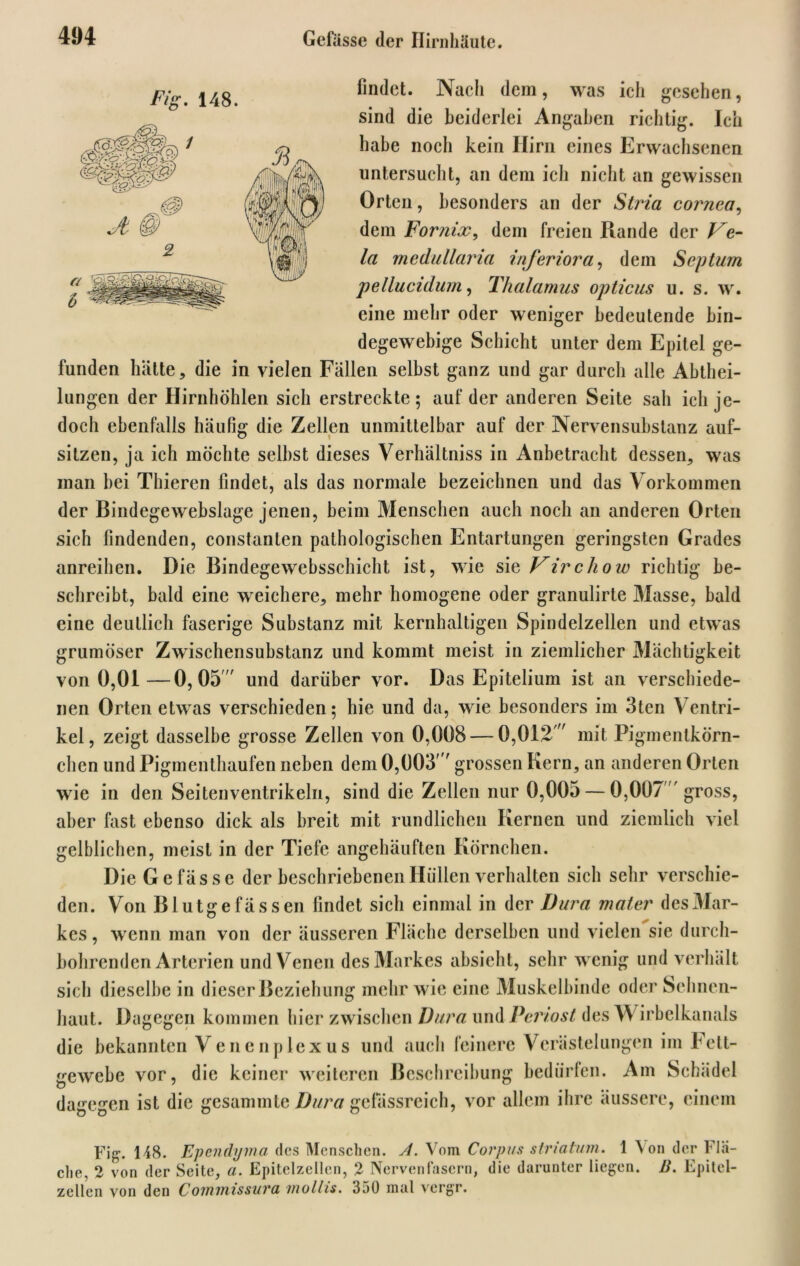 f/cr 1 fO ' 148. findet. Nach dem, was ich gesehen, sind die beiderlei Angaben richtig. Ich habe noch kein Hirn eines Erwachsenen untersucht, an dem ich nicht an gewissen Orten, besonders an der Stria cornea, dem Fornix, dem freien Rande der Ve- la medullaria inferiora, dem Septum pellucidum, Thalamus opticus u. s. w. eine mehr oder weniger bedeutende bin- degewebige Schicht unter dem Epitel ge- funden hätte, die in vielen Fällen selbst ganz und gar durch alle Abthei- lungen der Hirnhöhlen sich erstreckte; auf der anderen Seite sah ich je- doch ebenfalls häufig die Zellen unmittelbar auf der Nervensubstanz auf- sitzen, ja ich möchte selbst dieses Verhältniss in Anbetracht dessen, was man bei Thieren findet, als das normale bezeichnen und das Vorkommen der Bindegewebslage jenen, beim Menschen auch noch an anderen Orten sich findenden, constanten pathologischen Entartungen geringsten Grades anreihen. Die Bindegewebsschicht ist, wie sie Virchow richtig be- schreibt, bald eine weichere, mehr homogene oder granulirte Masse, bald eine deutlich faserige Substanz mit kernhaltigen Spindelzellen und etwas grumöser Zwischensubstanz und kommt meist in ziemlicher Mächtigkeit von 0,01—0,05' und darüber vor. Das Epitelium ist an verschiede- nen Orten etwas verschieden; hie und da, wie besonders im 3ten Ventri- kel, zeigt dasselbe grosse Zellen von 0,008 — 0,012  mit Pigmenlkörn- clicn und Pigmenthaufen neben dem 0,003' grossen Kern, an anderen Orten wie in den Seitenventrikeln, sind die Zellen nur 0,005 — 0,007  gross, aber fast ebenso dick als breit mit rundlichen Kernen und ziemlich viel gelblichen, meist in der Tiefe angehäuften Körnchen. Die G e f ä s s e der beschriebenen Hüllen verhalten sich sehr verschie- den. Von Bl utgefässen findet sich einmal in der Dura mater des .Mar- kes, wenn man von der äusseren Fläche derselben und vielen sie durch- bohrenden Arterien und Venen des Markes absieht, sehr wenig und verhält sich dieselbe in dieser Beziehung mehr wie eine Muskelbinde oder Sehnen- haut. Dagegen kommen hier zwischen Dura und Periost des YV irbelkanals die bekannten Venenplexus und auch feinere Verästelungen im Fett- gewebe vor, die keiner weiteren Beschreibung bedürfen. Am Schädel dagegen ist die gesammte Dura gefässreich, vor allem ihre äussere, einem Fig-. 148. Ependyma des Menschen. A. Vom Corpus striatum. 1 \ on der Flä- che, 2 von der Seite, a. Epitelzellen, 2 Nervenfasern, die darunter liegen. B. Epitel- zellen von den Commissura mollis. 350 mal vergr.