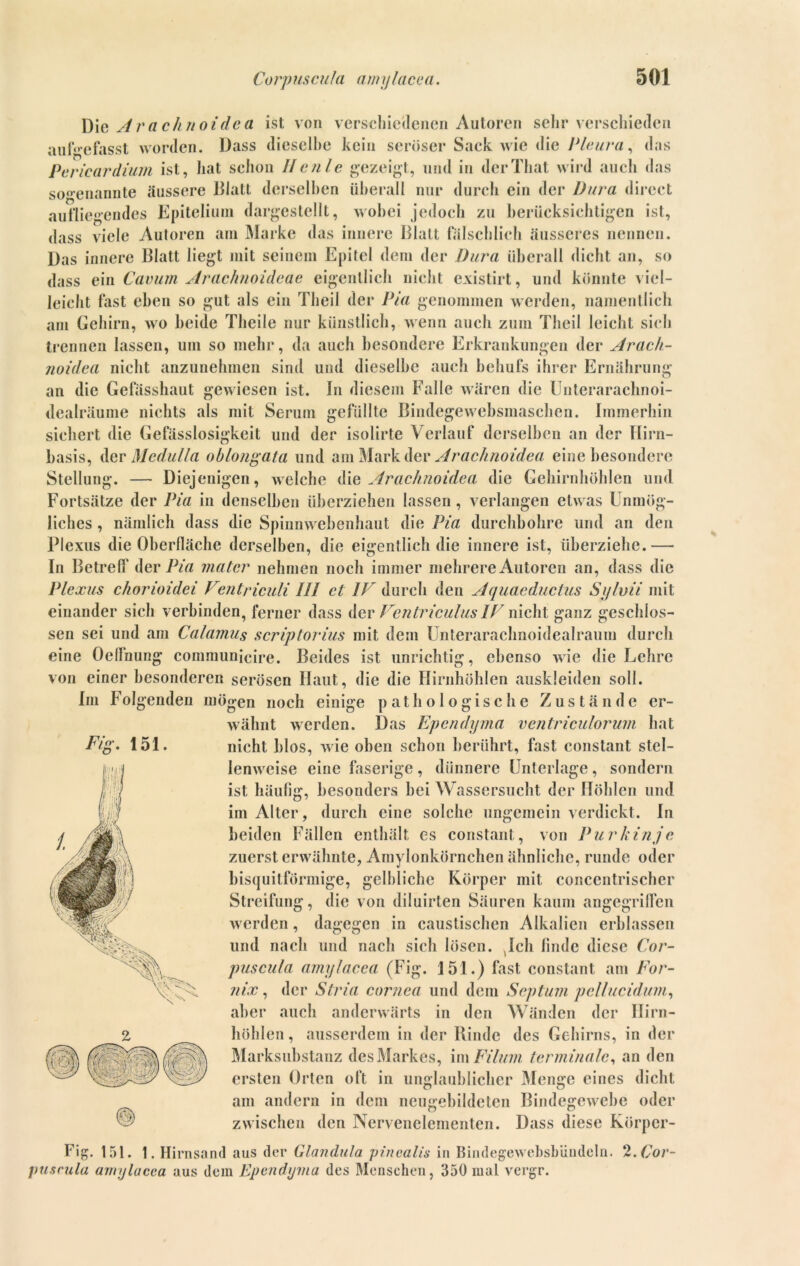 Die Arachnoidea ist von verschiedenen Autoren sehr verschieden ungefasst worden. Dass dieselbe kein seröser Sack wie die Pleura, das Pericardium ist, hat schon Heule gezeigt, und in derThat wird auch das sogenannte äussere Blatt derselben überall nur durch ein der Dura direct aufliegendes Epiteliuin dargestellt, wobei jedoch zu berücksichtigen ist, dass viele Autoren am Marke das innere Blatt fälschlich äusseres nennen. Das innere Blatt liegt mit seinem Epitel dem der Dura überall dicht an, so dass ein Cavum Arachnoideae eigentlich nicht existirt, und könnte viel- leicht fast eben so gut als ein Theil der Pia genommen werden, namentlich am Gehirn, wo beide Theile nur künstlich, wenn auch zum Theil leicht sich trennen lassen, um so mehr, da auch besondere Erkrankungen der Arach- noidea nicht anzunehmen sind und dieselbe auch behufs ihrer Ernährung an die Gefässhaut gewiesen ist. In diesem Falle wären die Unterarachnoi- dealräume nichts als mit Serum gefüllte Bindegewebsmaschen. Immerhin sichert die Gefässlosigkeit und der isolirte Verlauf derselben an der Hirn- basis, der Mcdulla oblongata und am Mark der Arachnoidea eine besondere Stellung. — Diejenigen, welche die Arachnoidea die Gehirnhöhlen und Fortsätze der Pia in denselben überziehen lassen, verlangen etwas Unmög- liches , nämlich dass die Spinnwebenhaut die Pia durchbohre und an den Plexus die Oberfläche derselben, die eigentlich die innere ist, überziehe.— In Betreif der Pia matcr nehmen noch immer mehrere Autoren an, dass die Plexus chorioidei Ventriculi /// et 1F durch den Aquaeductus Sylvii mit einander sich verbinden, ferner dass der Fentriculus 1F nicht ganz geschlos- sen sei und am Calamus scriptorius mit dem Unterarachnoidealraum durch eine Oellnung communicire. Beides ist unrichtig, ebenso wie die Lehre von einer besonderen serösen Haut, die die Hirnhöhlen auskleiden soll. Im Folgenden mögen noch einige pathologische Zustände er- wähnt werden. Das Ependyma ventriculorum hat nicht blos, wie oben schon berührt, fast constant stel- lenweise eine faserige, dünnere Unterlage, sondern ist häufig, besonders bei Wassersucht der Höhlen und im Alter, durch eine solche ungemein verdickt. In beiden Fällen enthält es constant , von Purkinje zuerst erwähnte, Amylonkörnchen ähnliche, runde oder bisquitförmige, gelbliche Körper mit concentrischcr Streifung, die von diluirten Säuren kaum angegriffen werden, dagegen in caustischen Alkalien erblassen und nach und nach sich lösen. Ich finde diese Cor- puscula amylacea (Fig. 151.) fast constant am Eor- nix, der Stria cornea und dem Septum pellucidum, aber auch anderwärts in den Wänden der Hirn- höhlen, ausserdem in der Rinde des Gehirns, in der Marksubstanz des Markes, im Eilum terminale, an den ersten Orten oft in unglaublicher Menge eines dicht am andern in dem neugebildeten Bindegewebe oder zwischen den Nervcnelementen. Dass diese Körpcr- Fig. 151. 1. Hirnsand aus der Glandula pinealis in Bindegewebsbiindcln. 2. Cor- puscula amylacea aus dem Ependyma des Menschen, 350 mal vergr.