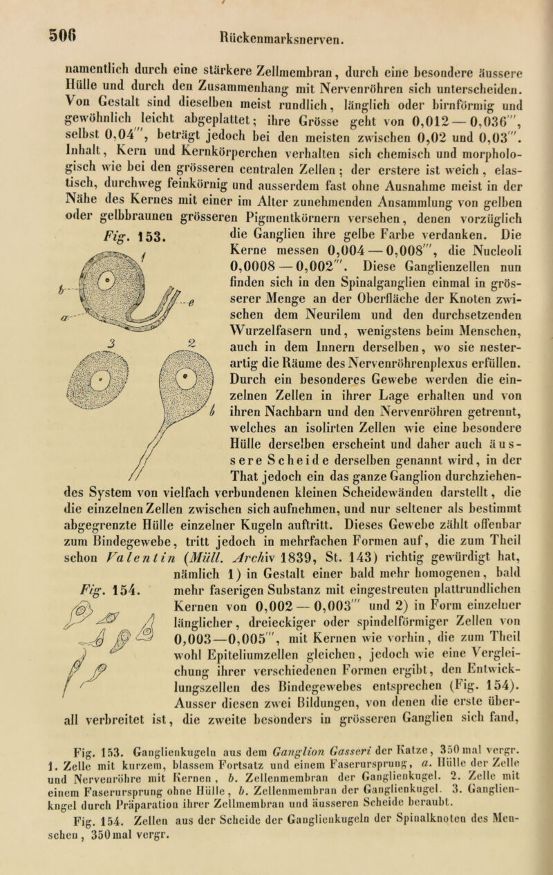 namentlich durch eine stärkere Zellmembran, durch eine besondere äussere Hülle und durch den Zusammenhang mit Nervenröhren sich unterscheiden. Von Gestalt sind dieselben meist rundlich, länglich oder bimförmig und gewöhnlich leicht abgeplattet; ihre Grösse geht von 0,012—0,036 , selbst 0,04 , beträgt jedoch bei den meisten zwischen 0,02 und 0,03 . Inhalt, Kern und Kernkörperchen verhalten sich chemisch und morpholo- gisch wie bei den grösseren centralen Zellen ; der erstere ist weich , elas- tisch, durchweg feinkörnig und ausserdem fast ohne Ausnahme meist in der Nähe des Kernes mit einer im Alter zunehmenden Ansammlung von gelben oder gelbbraunen grösseren Pigmentkörnern versehen, denen vorzüglich die Ganglien ihre gelbe Farbe verdanken. Die Kerne messen 0,004 — 0,008 , die Nucleoli 0,0008 — 0,002. Diese Ganglienzellen nun finden sich in den Spinalganglien einmal in grös- serer Menge an der Oberfläche der Knoten zwi- schen dem Neurilem und den durchsetzenden Wurzelfasern und, wenigstens beim Menschen, auch in dem Innern derselben, wo sie nester- artig die Räume des Nervenröhrenplexus erfüllen. Durch ein besonderes Gewebe werden die ein- zelnen Zellen in ihrer Lage erhalten und von ihren Nachbarn und den Nervenröhren getrennt, welches an isolirten Zellen wie eine besondere Hülle derselben erscheint und daher auch äus- sere Scheide derselben genannt wird, in der That jedoch ein das ganze Ganglion durchziehen- des System von vielfach verbundenen kleinen Scheidewänden darstellt, die die einzelnen Zellen zwischen sich aufnehmen, und nur seltener als bestimmt abgegrenzte Hülle einzelner Kugeln auftritt. Dieses Gewebe zählt offenbar zum Bindegewebe, tritt jedoch in mehrfachen Formen auf, die zum Theil schon Valentin (Müll. Archiv 1839, St. 143) richtig gewürdigt hat, nämlich 1) in Gestalt einer bald mehr homogenen, bald mehr faserigen Substanz mit eingestreuten plattrundlichen Kernen von 0,002 — 0,003  und 2) in Form einzelner länglicher, dreieckiger oder spindelförmiger Zellen von 0,003—0,005 , mit Kernen wie vorhin, die zum Theil wohl Epiteliumzellen gleichen, jedoch wie eine Verglei- chung ihrer verschiedenen Formen ergibt, den Entwick- lungszellen des Bindegewebes entsprechen (big. 154). Ausser diesen zwei Bildungen, von denen die erste über- all verbreitet ist, die zweite besonders in grösseren Ganglien sieb fand, Fig. 154. Fig. 153. Fig. 153. Ganglienkugeln aus dem Ganglion Gasseri der Katze, 350mal vergr. 1. Zelle mit kurzem, blassem Fortsatz und einem Faserursprung, a. Hülle der Zelle und Nervenröhre mit Kernen , b. Zellenmembran der Ganglienkugel. 2. Zelle mit einem Faserursprung ohne Hülle, b. Zellenmembran der Ganglienkugel. 3. Ganglien- kngel durch Präparation ihrer Zellmembran und äusseren Scheide beraubt. Fig. 154. Zellen aus der Scheide der Ganglienkugeln der Spinalknoten des Men- schen , 350 mal vergr.
