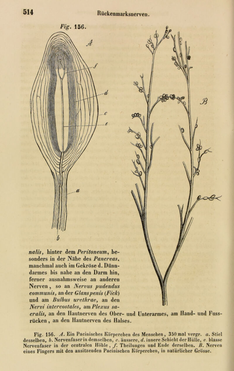 Fig. 156. nalis, hinter dem Peritoneum, be- sonders in der Nähe des Pancreas% manchmal auch im Gekröse d. Dünn- darmes bis nahe an den Darm hin, ferner ausnahmsweise an anderen Nerven , so an Nervus pudendus communis, ander Glanspenis {Fick) und am Bulbus urethrae, an den Nervi intcrcostales, am Plexus sa- cralis, an den Hautnerven des Ober- und Unterarmes, am Hand- und Fuss- rücken, an den Hautnerven des Halses. Fig. 156. A. Ein Pacinisches Körperchen des Menschen, 350 mal vergr. a. Stiel desselben, b. Nervenfaserin demselben, c. äussere, d. innere Schicht der Hülle, e. blasse Nervenfaser in der centralen Höhle , f. Theilungen und Ende derselben. B. Nerven eines Fingers mit den ansitzenden Pacinischen Körperchen, in natürlicher Grösse.
