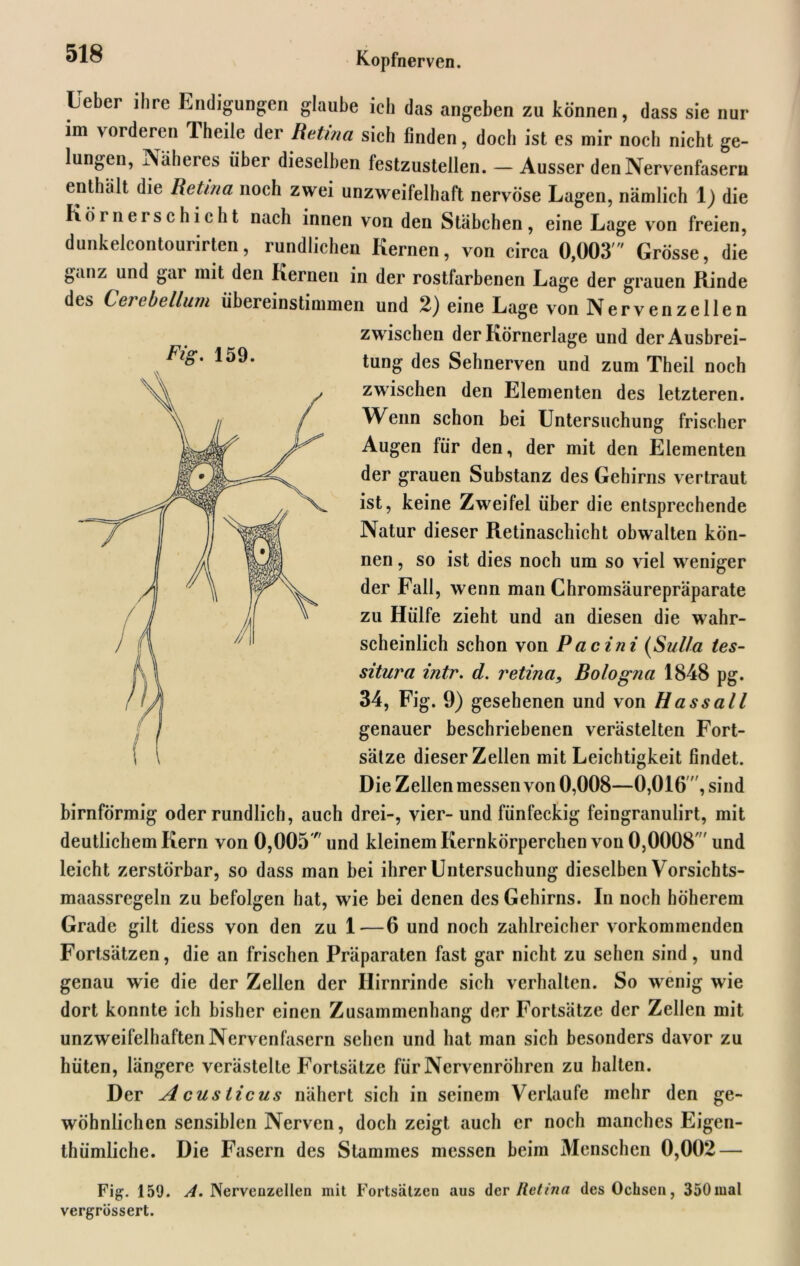 Ueber ihre Endigungen glaube icli das angeben zu können, dass sie nur im vorderen 1 heile der Retina sich finden, doch ist es mir noch nicht ge- lungen, Näheres über dieselben lestzustellen. — Ausser den Nervenfasern enthält die Retina noch zwei unzweifelhaft nervöse Lagen, nämlich 1) die Körnerschicht nach innen von den Stäbchen, eine Lage von freien, dunkelcontourirten, rundlichen Kernen, von circa 0,003' Grösse, die ganz und gai mit den Kernen in der rostfarbenen Lage der grauen Rinde des Cerebellum übereinstimmen und 2) eine Lage von Nervenzellen zwischen der Körnerlage und der Ausbrei- tung des Sehnerven und zum Theil noch zwischen den Elementen des letzteren. Wenn schon bei Untersuchung frischer Augen für den, der mit den Elementen der grauen Substanz des Gehirns vertraut ist, keine Zweifel über die entsprechende Natur dieser Retinaschicht obwalten kön- nen , so ist dies noch um so viel weniger der Fall, wenn man Chromsäurepräparate zu Hülfe zieht und an diesen die wahr- scheinlich schon von Pacini (Sulla les- situra intr. d. retina, Bologna 1848 pg. 34, Fig. 9) gesehenen und von Hass all genauer beschriebenen verästelten Fort- sätze dieser Zellen mit Leichtigkeit findet. Die Zellen messen von 0,008—0,016 , sind bimförmig oder rundlich, auch drei-, vier- und fünfeckig feingranulirt, mit leicht zerstörbar, so dass man bei ihrer Untersuchung dieselben Vorsichts- maassregeln zu befolgen hat, wie bei denen des Gehirns. In noch höherem Grade gilt diess von den zu 1-—6 und noch zahlreicher vorkommenden Fortsätzen, die an frischen Präparaten fast gar nicht zu sehen sind, und genau wie die der Zellen der Hirnrinde sich verhalten. So wenig wie dort konnte ich bisher einen Zusammenhang der Fortsätze der Zellen mit unzweifelhaften Nervenfasern sehen und hat man sich besonders davor zu hüten, längere verästelte Fortsätze für Nervenröhren zu halten. Der A cus ticus nähert sich in seinem Verlaufe mehr den ge- wöhnlichen sensiblen Nerven, doch zeigt auch er noch manches Eigcn- thümliche. Die Fasern des Stammes messen beim Menschen 0,002 — Fig. 159. A. Nervenzellen mit Fortsätzen aus Her Retina des Ochsen, 350mal vergrössert. Fig. 159.