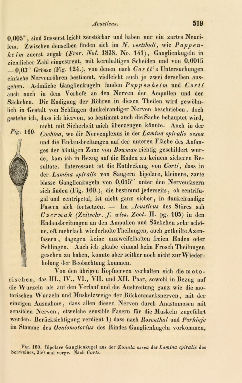 0,005', sind äusserst leicht zerstörbar und haben nur ein zartes Neuri- lem. Zwischen denselben finden sich im N. vestibuli, wie Pappen- heim zuerst angab (Fror. Not. 1838. No. 141), Ganglienkugeln in ziemlicher Zahl eingestreut, mit kernhaltigen Scheiden und von 0,0015 0,03  Grösse (Fig. 124.), von denen nach CortV s Untersuchungen einfache Nervenröhren bestimmt, vielleicht auch je zwei derselben aus- gehen. Aehnliche Ganglienkugeln fanden Papp enheim und Corti auch noch in dem Vorhofe an den Nerven der Ampullen und der Säckchen. Die Endigung der Röhren in diesen Theilen wird gewöhn- lich in Gestalt von Schlingen dunkelrandiger Nerven beschrieben, doch gestehe ich, dass ich hiervon, so bestimmt auch die Sache behauptet wird, nicht mit Sicherheit mich überzeugen könnte. Auch in der Fig. 160. Cochlea, wo die Nervenplexus in der Lamina spiralis ossea und die Endausbreitungen auf der unteren Fläche des Anfan- ges der häutigen Zone von Bowman richtig geschildert wur- de, kam ich in Bezug auf die Enden zu keinem sicheren Re- sultate. Interessant ist die Entdeckung von Corti, dass in der Lamina spiralis von Säugern bipolare, kleinere, zarte blasse Ganglienkugeln von 0,015' unter den Nervenfasern \lf sich finden (Fig. 160.), die bestimmt jederseits, ob centrifu- gal und centripetal, ist nicht ganz sicher, in dunkelrandige Fasern sich fortsetzen. — Im Acusticus des Störes sah Czermak (Zeitschr. f. wiss. Zool. II. pg. 105) in den Endausbreitungen an den Ampullen und Säckchen sehr schö- ne, oft mehrfach wiederholte Theilungen, auch getheilteAxen- fasern , dagegen keine unzweifelhaften freien Enden oder Schlingen. Auch ich glaube einmal beim Frosch Theilungen gesehen zu haben, konnte aber seither noch nicht zur Wieder- holung der Beobachtung kommen. Von den übrigen Kopfnerven verhalten sich die moto- rischen, das III., IV., VI., VII. und XII. Paar, sowohl in Bezug auf die Wurzeln als auf den Verlauf und die Ausbreitung ganz wie die mo- torischen Wurzeln und Muskelzweige der Rückenmarksnerven, mit der einzigen Ausnahme, dass allen diesen Nerven durch Anastomosen mit sensiblen Nerven, etwelche sensible Fasern für die Muskeln zugeführt werden. Berücksichtigung verdient 1) dass nach Rosenthal und Purkinje im Stamme des Oculomotorius des Rindes Ganglienkugeln Vorkommen, Fig. 160. Bipolare Ganglienkugel aus der Zonula ossea Her Lamina spiralis des Schweines, 350 mal vergr. Nach Corti.