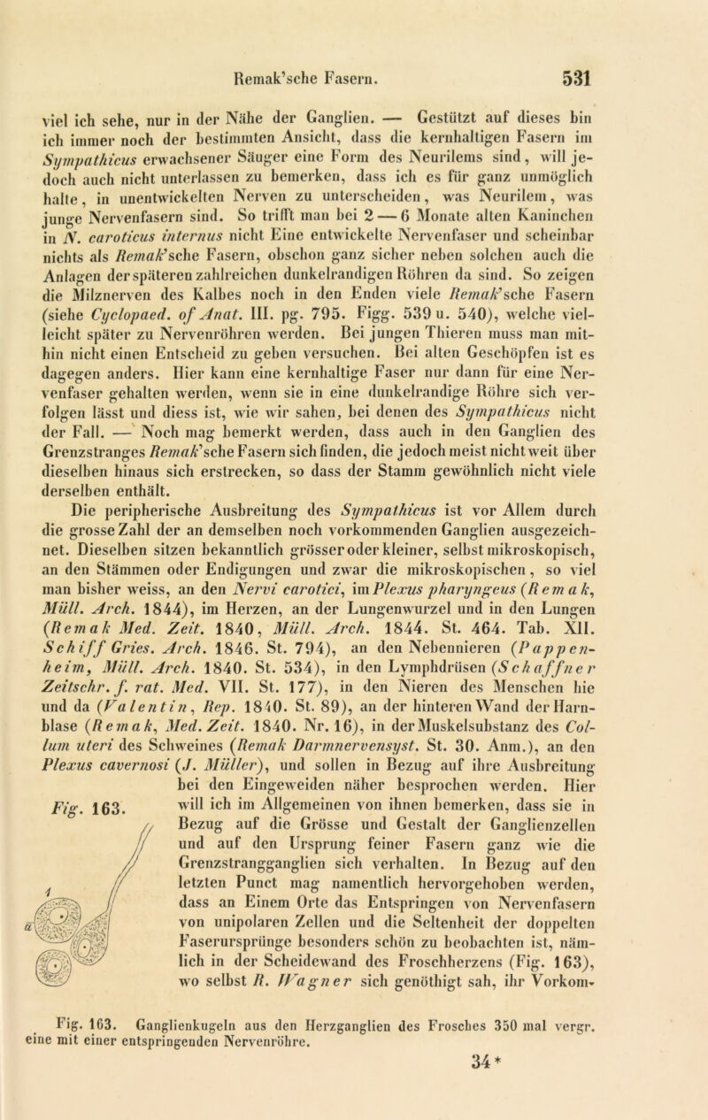 viel ich sehe, nur in der Nähe der Ganglien. — Gestützt auf dieses bin ich immer noch der bestimmten Ansicht, dass die kernhaltigen Fasern im Sympathicus erwachsener Säuger eine Form des Neurilems sind, will je- doch auch nicht unterlassen zu bemerken, dass ich es für ganz unmöglich halte , in unentwickelten Nerven zu unterscheiden, was Neurilem, was junge Nervenfasern sind. So trifft man hei 2 — 6 Monate alten Kaninchen in N. caroticus internus nicht Eine entwickelte Nervenfaser und scheinbar nichts als Remah’sehe Fasern, obschon ganz sicher neben solchen auch die Anlagen der späteren zahlreichen dunkelrandigen Röhren da sind. So zeigen die Milznerven des Kalbes noch in den Enden viele Remah’sehe Fasern (siehe Cyclopaed. of Anat. III. pg. 795. Figg. 539 u. 540), welche viel- leicht später zu Nervenröhren werden. Bei jungen filieren muss man mit- hin nicht einen Entscheid zu geben versuchen. Bei alten Geschöpfen ist es dagegen anders. Hier kann eine kernhaltige Faser nur dann für eine Ner- venfaser gehalten werden, wenn sie in eine dunkelrandige Röhre sich ver- folgen lässt und diess ist, wie wir sahen, hei denen des Sympathicus nicht der Fall. — Noch mag bemerkt werden, dass auch in den Ganglien des Grenzstranges Remah’ sehe Fasern sich finden, die jedoch meist nicht weit über dieselben hinaus sich erstrecken, so dass der Stamm gewöhnlich nicht viele derselben enthält. Die peripherische Ausbreitung des Sympathicus ist vor Allem durch die grosse Zahl der an demselben noch vorkommenden Ganglien ausgezeich- net. Dieselben sitzen bekanntlich grösser oder kleiner, selbst mikroskopisch, an den Stämmen oder Endigungen und zwar die mikroskopischen , so viel man bisher weiss, an den Nervi earotici, im Plexus pharyngeus (Rem a h, Müll. Arch. 1844), im Herzen, an der Lungenwurzel und in den Lungen [Rem ah Med. Zeit. 1840, Müll. Arch. 1844. St. 464. Tab. XII. Schiff Gries. Arch. 1846. St. 794), an den Nebennieren (Pappen- heim, Müll. Arch. 1840. St. 534), in den Lymphdrüsen (Schaffner Zeitschr.f. rat. Med. VII. St. 177), in den Nieren des Menschen hie lind da (Valentin, Rep. 1840. St. 89), an der hinteren Wand der Harn- blase (Remah, Med. Zeit. 1840. Nr. 16), in der Muskelsubstanz des Col- lum uteri des Schweines (Remah Darmnervensyst. St. 30. Anm.), an den Plexus cavernosi (J. Müller), und sollen in Bezug auf ihre Ausbreitung bei den Eingeweiden näher besprochen werden. Hier will ich im Allgemeinen von ihnen bemerken, dass sie in Bezug auf die Grösse und Gestalt der Ganglienzellen und auf den Ursprung feiner Fasern ganz wie die Grenzstrangganglien sich verhalten. In Bezug auf den letzten Punct mag namentlich hervorgehoben werden, dass an Einem Orte das Entspringen von Nervenfasern von unipolaren Zellen und die Seltenheit der doppelten Faserursprünge besonders schön zu beobachten ist, näm- lich in der Scheidewand des Froschherzens (Fig. 163), wo selbst R. JVagne r sich genöthigt sah, ihr Vorkom- Fig. 163. Fig. 163. Ganglienkugeln aus den Herzganglien des Frosches 350 mal vergr. eine mit einer entspringenden Nervenröhre. 34*