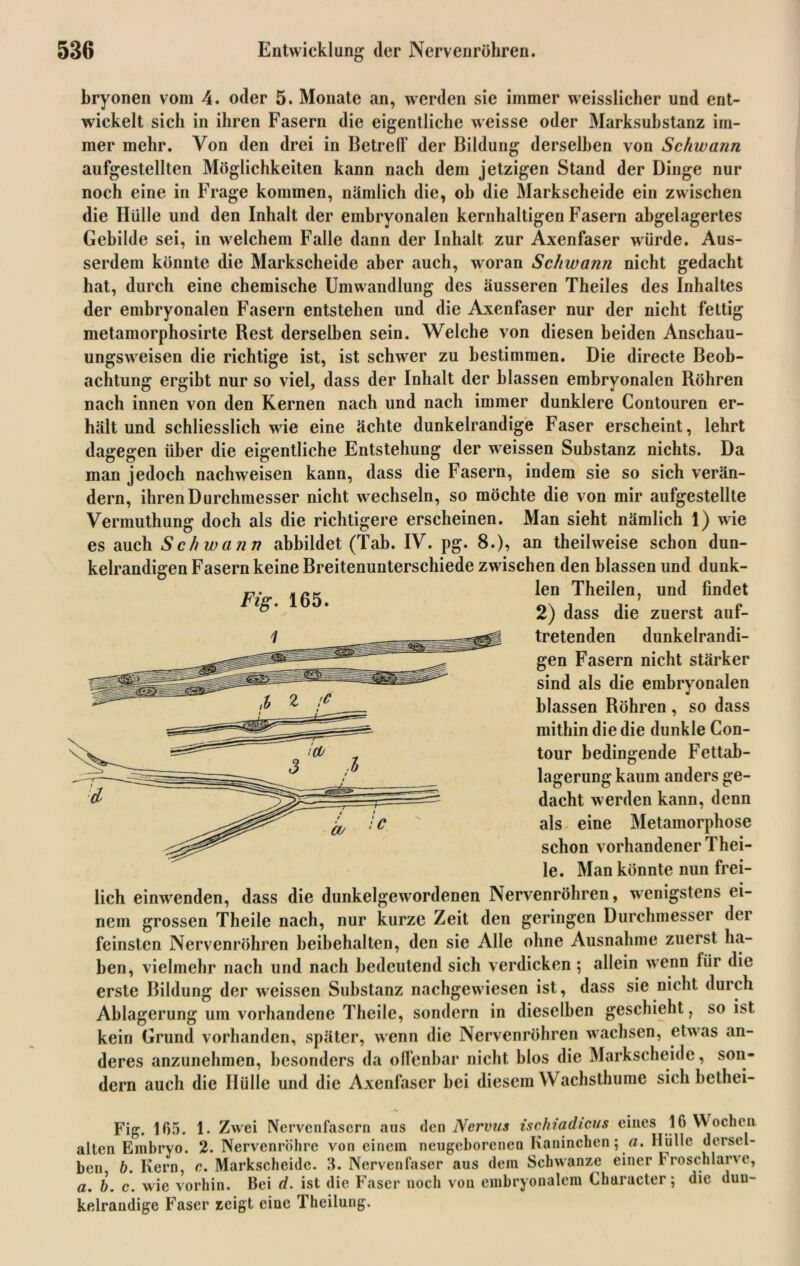 bryonen vom 4. oder 5. Monate an, werden sie immer weisslicher und ent- wickelt sich in ihren Fasern die eigentliche weisse oder Marksubstanz im- mer mehr. Von den drei in Betreff der Bildung derselben von Schwann aufgestellten Möglichkeiten kann nach dem jetzigen Stand der Dinge nur noch eine in Frage kommen, nämlich die, ob die Markscheide ein zwischen die Hülle und den Inhalt der embryonalen kernhaltigen Fasern abgelagertes Gebilde sei, in welchem Falle dann der Inhalt zur Axenfaser würde. Aus- serdem könnte die Markscheide aber auch, woran Schwann nicht gedacht hat, durch eine chemische Umwandlung des äusseren Theiles des Inhaltes der embryonalen Fasern entstehen und die Axenfaser nur der nicht fettig metamorphosirte Rest derselben sein. Welche von diesen beiden Anschau- ungsweisen die richtige ist, ist schwer zu bestimmen. Die directe Beob- achtung ergibt nur so viel, dass der Inhalt der blassen embryonalen Röhren nach innen von den Kernen nach und nach immer dunklere Contouren er- hält und schliesslich wie eine ächte dunkelrandige Faser erscheint, lehrt dagegen über die eigentliche Entstehung der weissen Substanz nichts. Da man jedoch nachweisen kann, dass die Fasern, indem sie so sich verän- dern, ihren Durchmesser nicht wechseln, so möchte die von mir aufgestellte Vermuthung doch als die richtigere erscheinen. Man sieht nämlich 1) wie es auch Schwann abbildet (Tab. IV. pg. 8.), an theilweise schon dun- kelrandigen Fasern keine Breitenunterschiede zwischen den blassen und dunk- len Theilen, und findet 2) dass die zuerst auf- tretenden dunkelrandi- gen Fasern nicht stärker sind als die embryonalen blassen Röhren , so dass mithin die die dunkle Con- tour bedingende Fettab- lagerung kaum anders ge- dacht werden kann, denn als eine Metamorphose schon vorhandener Thei- le. Man könnte nun frei- lich einwenden, dass die dunkelgewordenen Nervenröhren, wenigstens ei- nem grossen Theile nach, nur kurze Zeit den geringen Durchmesser der feinsten Nervenröhren beibehalten, den sie Alle ohne Ausnahme zuerst ha- ben, vielmehr nach und nach bedeutend sich verdicken ; allein wenn für die erste Bildung der weissen Substanz nachgewiesen ist, dass sie nicht durch Ablagerung um vorhandene Theile, sondern in dieselben geschieht ? so ist kein Grund vorhanden, später, wenn die Nervenröhren wachsen, etwas an- deres anzunehmen, besonders da offenbar nicht blos die Markscheide, son- dern auch die Hülle und die Axenfaser hei diesem Wachsthume sich bethei- Fig. 165. 1. Zwei Nervenfasern aus den Nervus ischiadicus eines 16 Wochen alten Embryo. 2. Nervenröhre von einem neugeborenen Kaninchen; a. Hülle dersel- ben b. Kern, c. Markscheide. 3. Nervenfaser aus dein Schwänze einer broschlarve, a. b. c. wie vorhin. Bei d. ist die Faser noch von embryonalem Ckaracter; die duu- kelrandige Faser zeigt eine Theilung.