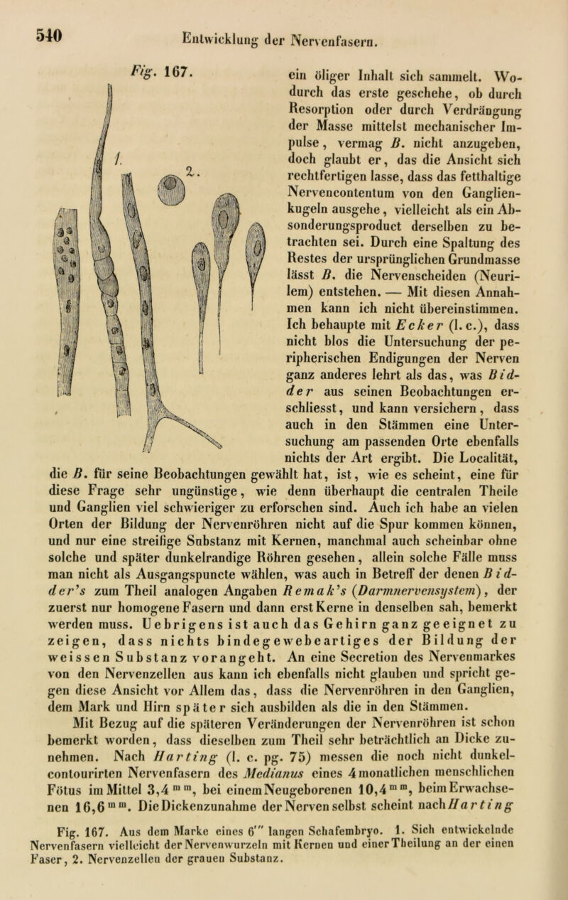 ein öliger Inhalt sich sammelt. Wo- durch das erste geschehe, oh durch Resorption oder durch Verdrängung der Masse mittelst mechanischer Im- pulse , vermag ß. nicht anzugeben, doch glaubt er, das die Ansicht sich rechtfertigen lasse, dass das fetthaltige Nervencontentum von den Ganglien- kugeln ausgehe, vielleicht als ein Ab- sonderungsproduct derselben zu be- trachten sei. Durch eine Spaltung des Restes der ursprünglichen Grundmasse lässt B, die Nervenscheiden (Neuri- lem) entstehen. — Mit diesen Annah- men kann ich nicht übereinstimmen. Ich behaupte mit Ecker (1. c.), dass nicht blos die Untersuchung der pe- ripherischen Endigungen der Nerven ganz anderes lehrt als das, was Bid- der aus seinen Beobachtungen er- schliesst, und kann versichern , dass auch in den Stämmen eine Unter- suchung am passenden Orte ebenfalls nichts der Art ergibt. Die Localität, die B. für seine Beobachtungen gewählt hat, ist, wie es scheint, eine für diese Frage sehr ungünstige, wie denn überhaupt die centralen Theile und Ganglien viel schwieriger zu erforschen sind. Auch ich habe an vielen Orten der Bildung der Nervenröhren nicht auf die Spur kommen können, und nur eine streifige Substanz mit Kernen, manchmal auch scheinbar ohne solche und später dunkelrandige Röhren gesehen, allein solche Fälle muss man nicht als Ausgangspuncte wählen, was auch in Betreff der denen B id- dcr's zum Theil analogen Angaben Remakes (Darnmervcnsystcm), der zuerst nur homogene Fasern und dann erst Kerne in denselben sah, bemerkt werden muss. Uebrigens ist auch das Gehirn ganz geeignet zu zeigen, dass nichts hindegewebeartiges der Bildung der weissen Substanz vorangeht. An eine Secretion des Nervenmarkes von den Nervenzellen aus kann ich ebenfalls nicht glauben und spricht ge- gen diese Ansicht vor Allem das, dass die Nervenröhren in den Ganglien, dem Mark und Hirn später sich aushilden als die in den Stämmen. Mit Bezug auf die späteren Veränderungen der Nervenröhren ist schon bemerkt worden, dass dieselben zum Theil sehr beträchtlich an Dicke zu- nehmen. Nach Harting (1. c. pg. 75) messen die noch nicht dunkel- conlourirten Nervenfasern des Medianus eines 4 monatlichen menschlichen Fötus im Mittel 3,4 mm, bei einem Neugeborenen 10,4mra, beim Erwachse- nen 16,6mra. Die Dickenzunahme der Nerven selbst scheint nach Ha rti ng Fig. 167. Aus dem Marke eines 6 ” langen Schafembryo. 1. Sich entwickelnde Nervenfasern vielleicht der Nervenwurzeln mit Kernen und einer Theilung an der einen Faser, 2. Nervenzellen der grauen Substanz. Fig. 167.