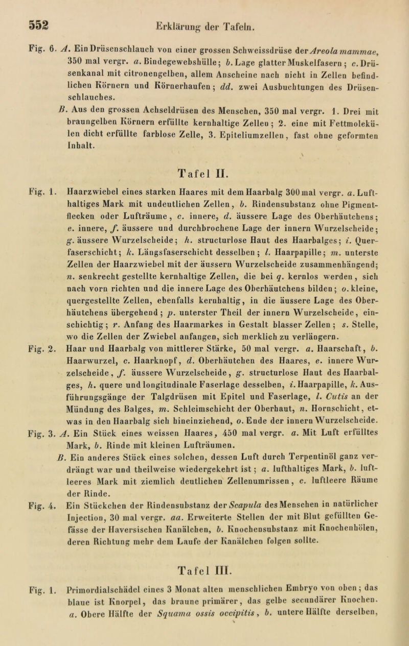 Fig. 6. A. Ein Drüsenschlauch von einer grossen Schweissdrüse der Areolamammae, 350 mal vergr. «.Bindegewebshülle; fr. Lage glatter Muskelfasern ; c. Drü- senkanal mit citronengelben, allem Anscheine nach nicht in Zellen befind- lichen Kornern und Körnerhaufen; dd. zwei Ausbuchtungen des Drüsen- schlauches. B. Aus den grossen Achseldrüsen des Menschen, 350 mal vergr. 1. Drei mit braungelben Körnern erfüllte kernhaltige Zellen; 2. eine mit Fettmolekü- len dicht erlüllte farblose Zelle, 3. Epiteliumzellen, fast ohne geformten Inhalt. \ T af e 1 II. Fig. 1. Haarzwiebel eines starken Haares mit dem Haarbalg 300 mal vergr. «.Luft- haltiges Mark mit undeutlichen Zellen, b. Rindensubstanz ohne Pigment- flecken oder Lufträume, c. innere, d. äussere Lage des Oberhäutchens; e. innere, f. äussere und durchbrochene Lage der innern Wurzelscheide; g. äussere Wurzelscheide; h. structurlose Haut des Haarbalges; i. Quer- faserschicht; k. Längsfaserschicht desselben ; l. Haarpapille; m. unterste Zellen der Haarzwiebel mit der äussern Wurzelscheide zusammenhängend; n. senkrecht gestellte kernhaltige Zellen, die bei q. kernlos werden, sich nach vorn richten und die innere Lage des Oberhäutchens bilden; «.kleine, quergestellte Zellen, ebenfalls kernhaltig, in die äussere Lage des Ober- häutchens übergehend; p. unterster Theil der innern Wurzelscheide, ein- schichtig; r. Anfang des Haarmarkes in Gestalt blasser Zellen ; s. Stelle, wo die Zellen der Zwiebel anfangen, sich merklich zu verlängern. Fig. 2- Haar und Haarbalg von mittlerer Stärke, 50 mal vergr. a. Haarschaft, b. Haarwurzel, c. Haarknopf, d. Oberhäutchen des Haares, e. innere Wur- zelscheide , f. äussere Wurzelscheide, g. structurlose Haut des Haarbal- ges, h. quere und longitudinale Faserlage desselben, i. Haarpapille, Ä. Aus- führungsgänge der Talgdrüsen mit Epitel und Faserlage, l. Cutis an der Mündung des Balges, m. Schleimschicht der Oberhaut, n. Hornschicht , et- was in den Haarbalg sich hineinziehend, o.Ende der innern Wurzelscheide. Fig. 3. A. Ein Stück eines weissen Haares, 450 mal vergr. «. Mit Luft erfülltes Mark, b. Rinde mit kleinen Lufträumen. B. Ein anderes Stück eines solchen, dessen Luft durch Terpentinöl ganz ver- drängt war und theilweise wiedergekehrt ist; a. lufthaltiges Mark, b. luft- leeres Mark mit ziemlich deutlichen Zellenumrissen, c. luftleere Räume der Rinde. Fig. 4. Ein Stückchen der Rindensubstanz der Scapula des Menschen in natürlicher Injection, 30 mal vergr. ««. Erweiterte Stellen der mit Blut gefüllten Ge- fässe der Ilaversischen Kanälchen, b. Knochensubstanz mit Knochenhölen, deren Richtung mehr dem Laufe der Kanälchen folgen sollte. Tafel III. Fig. 1. Primordialschädel eines 3 Monat alten menschlichen Embryo von oben; das blaue ist Knorpel, das braune primärer, das gelbe secundärer Knochen. «. Obere Hälfte der Squcima ossis occipitis, b. untere Hälfte derselben,