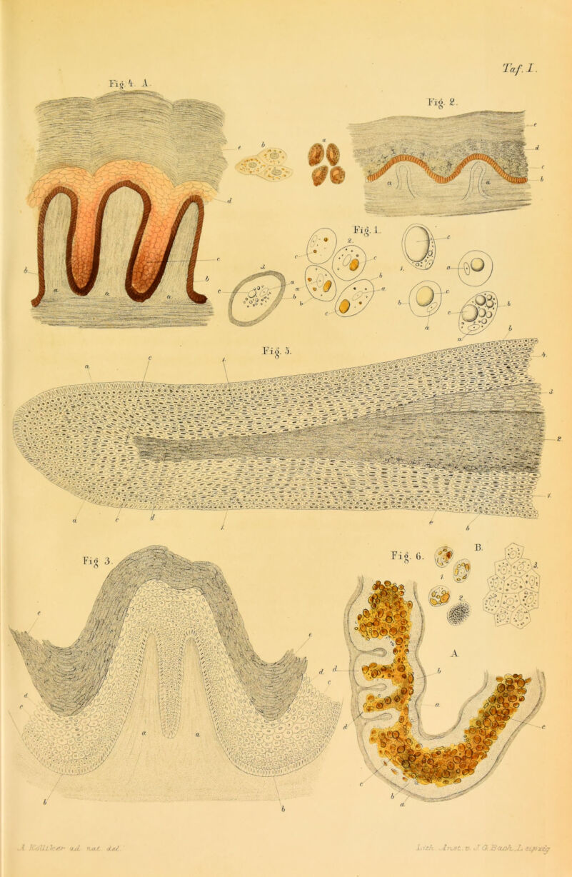 Taf.I. Fip. A. g Fi ft b . 6
