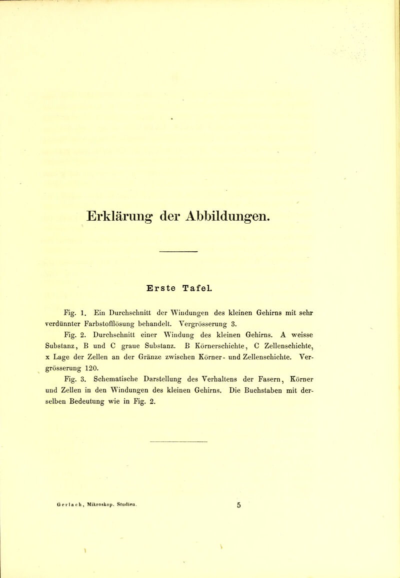 Erklärung der Abbildungen. Erste Tafel. Fig. 1. Ein Durchschnitt der Windungen des kleinen Gehirns mit sehr verdünnter Farbstofflösung behandelt. Vergrösserung 3. Fig. 2. Durchschnitt einer Windung des kleinen Gehirns. A weisse Substanz, B und C graue Substanz, ß Körnerschichte, C Zellenschichte, X Lage der Zellen an der Gränze zwischen Körner- und Zellenschichte. Ver- grösserung 120. Fig. 3. Schematische Darstellung des Verhaltens der Fasern, Körner und Zellen in den Windungen des kleinen Gehirns. Die Buchstaben mit der- selben Bedeutung wie in Fig. 2. Ger lach, Mikroskop. Studiea.
